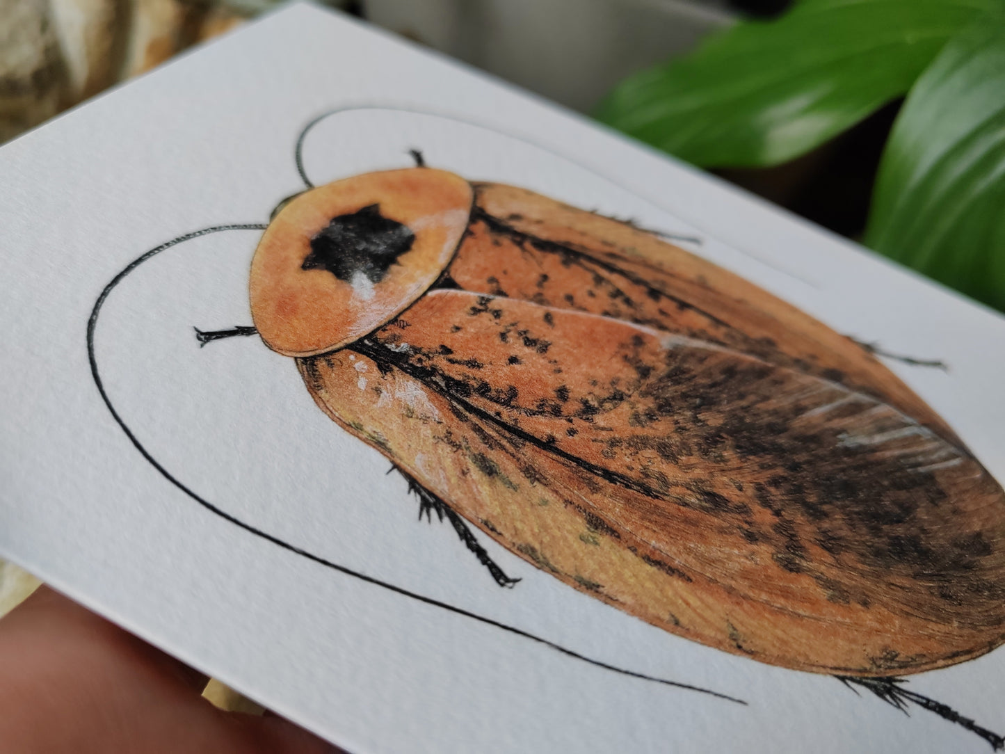 Greetings card - Peppered Roach, Archimandrita tessellata