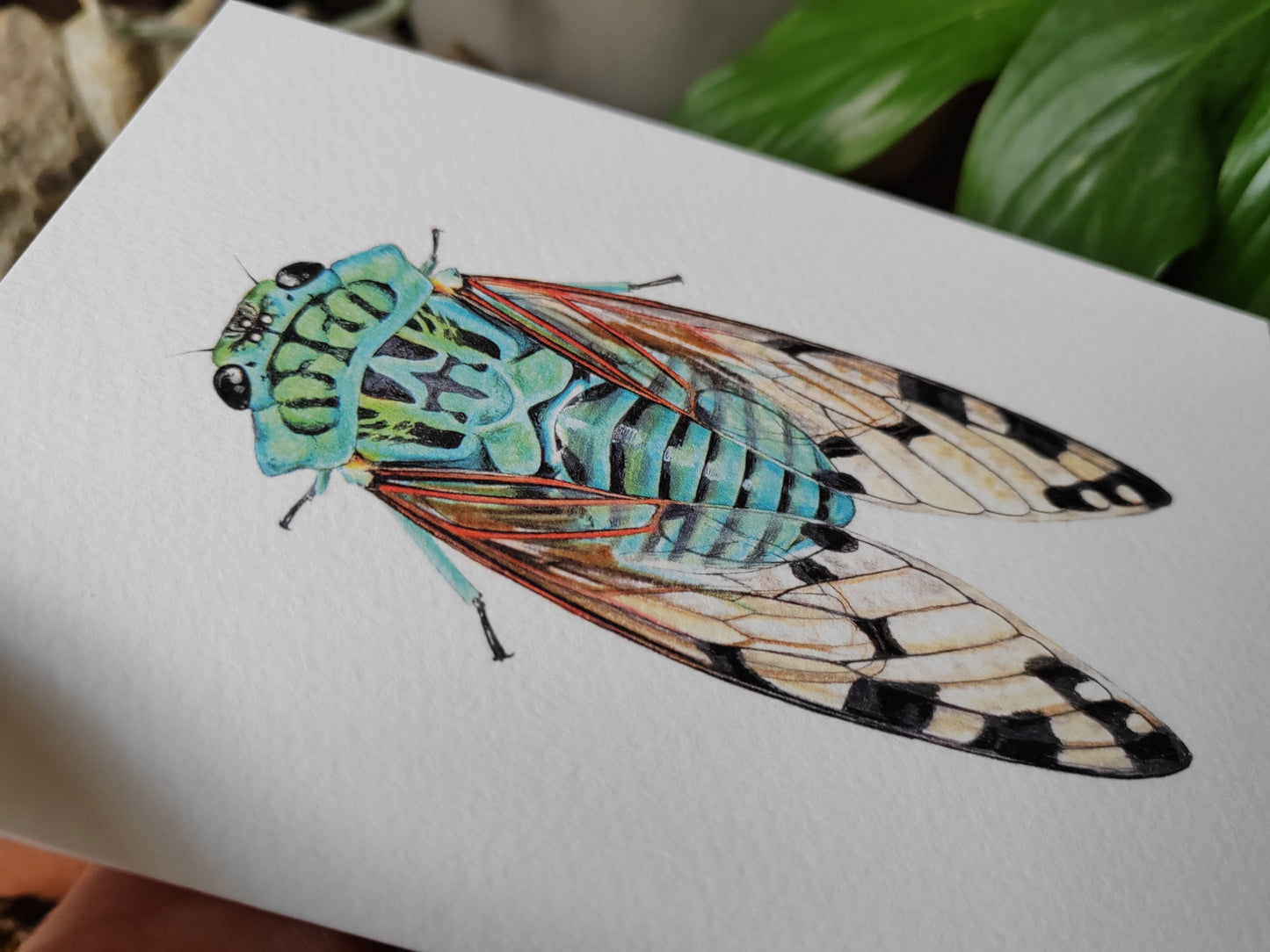 Greetings card - Blue Cicada, Zammara smaragdina
