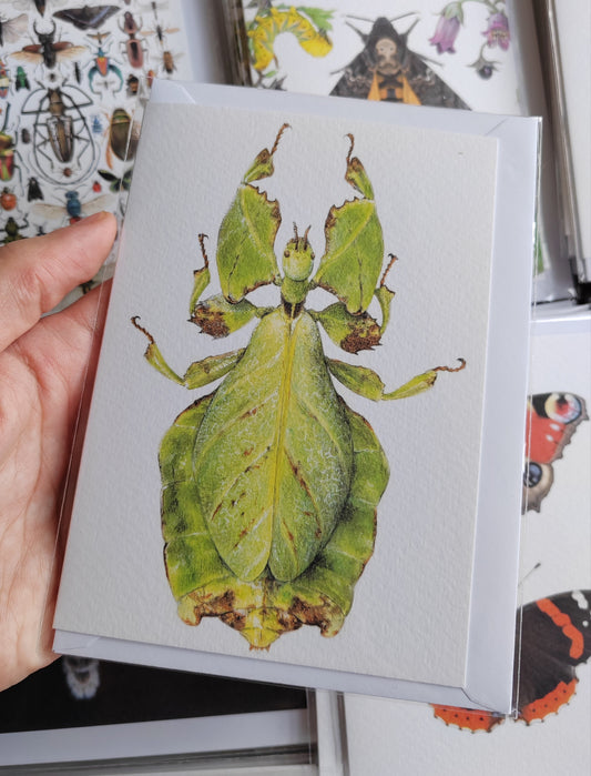 Greetings card - Phyllium giganteum, Leaf Insect