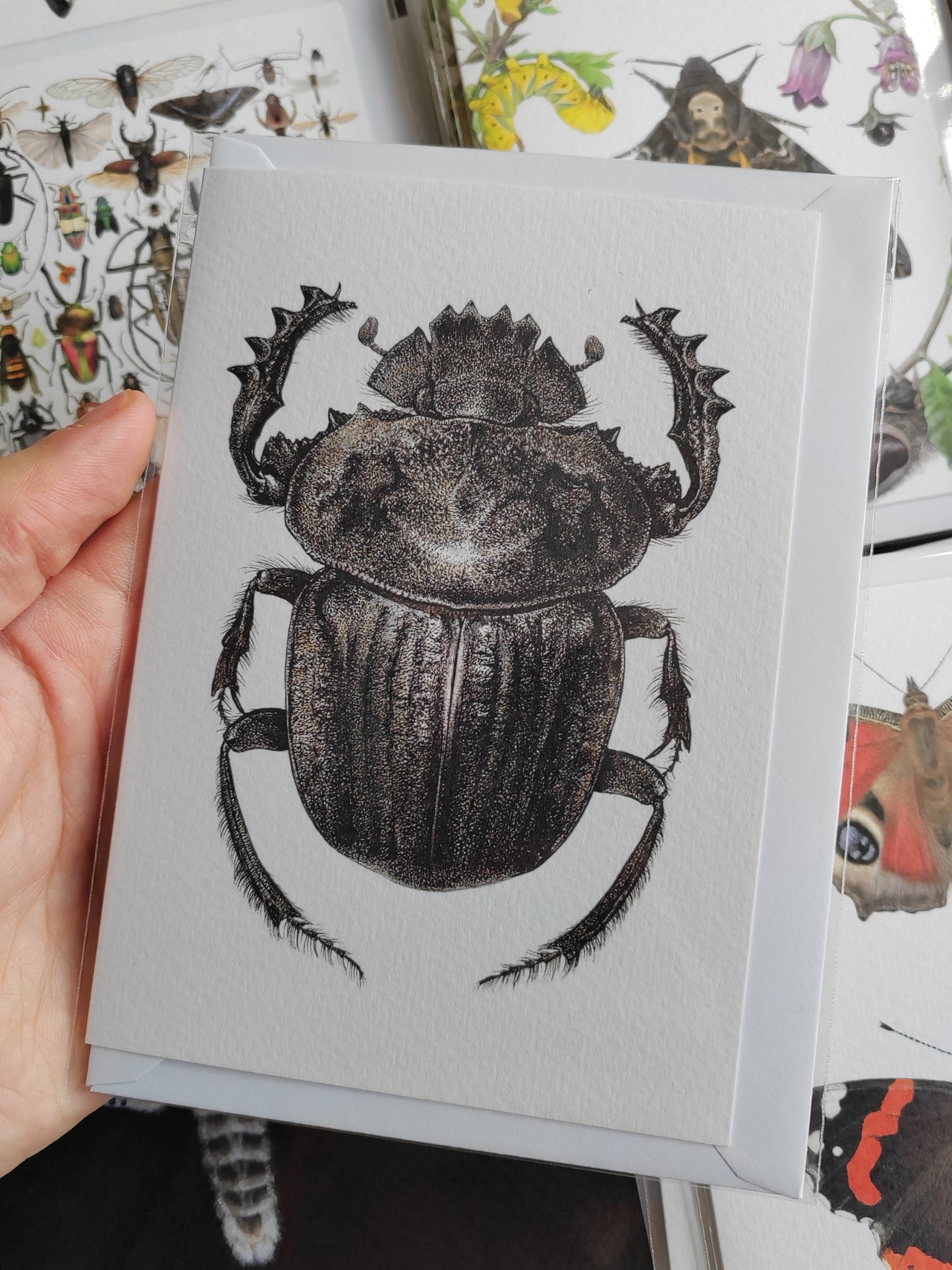 Greetings card - Pachylomera femoralis, giant scarab beetle