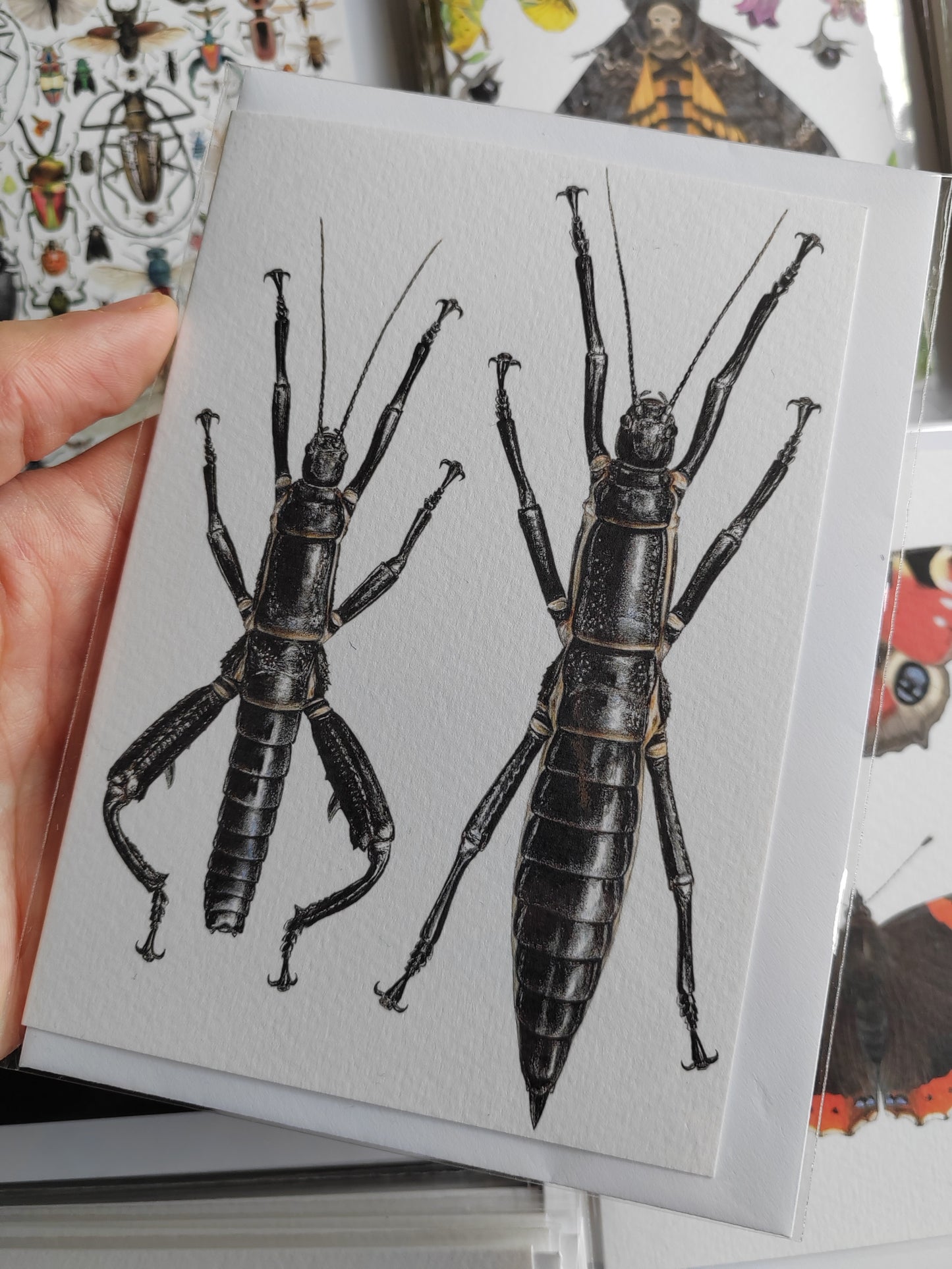 Greetings card - Dryococelus australis, Lord Howe Island Phasmid