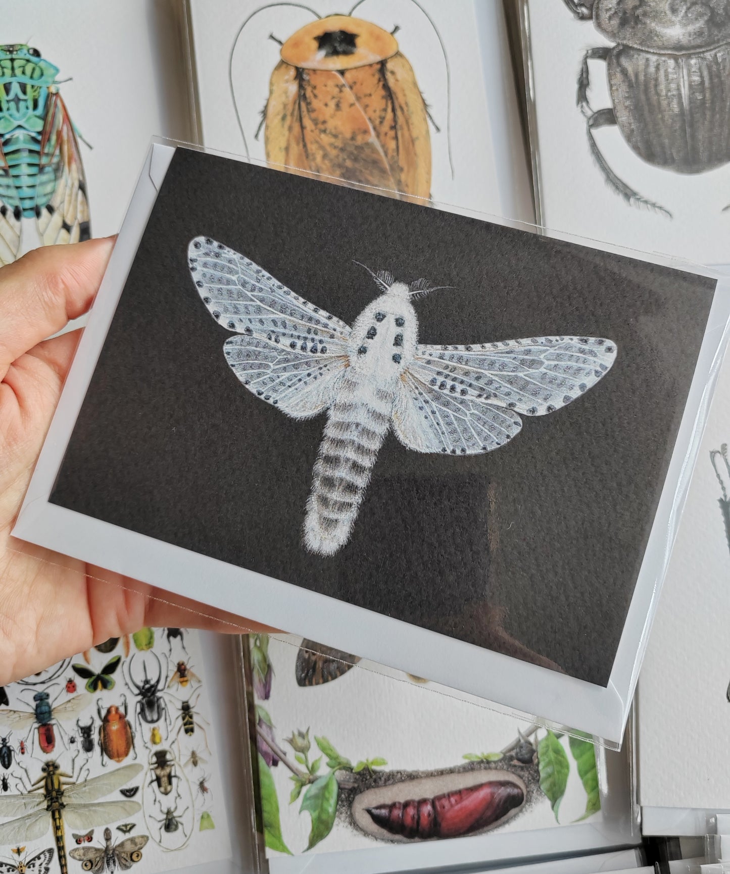 Greetings card - Leopard Moth, Zeuzera pyrina