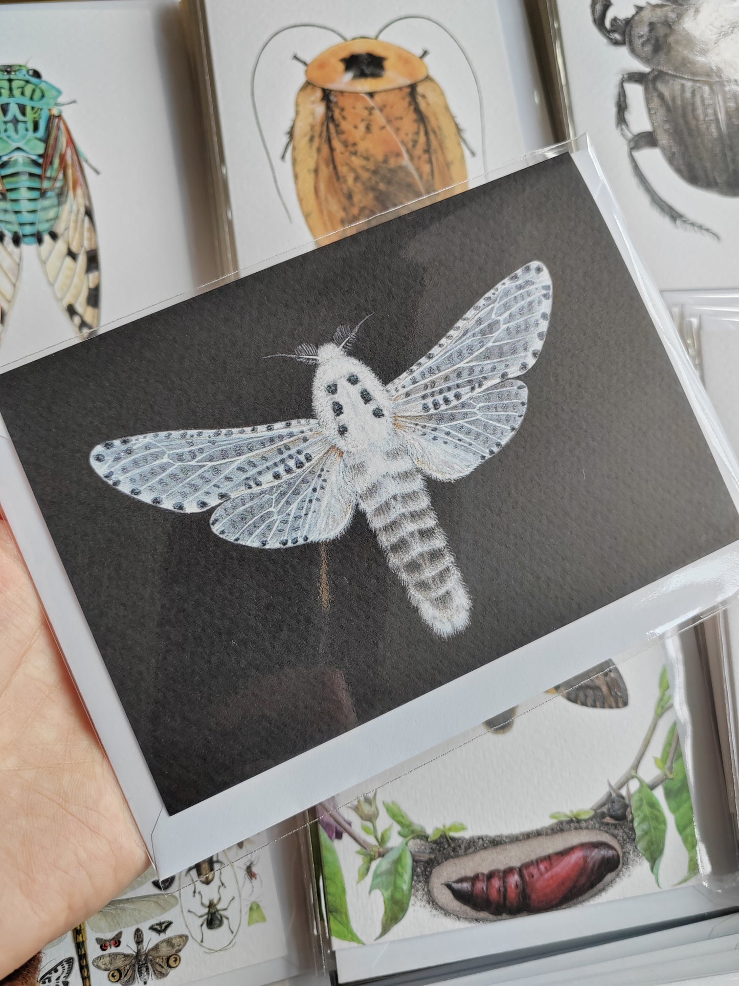 Greetings card - Leopard Moth, Zeuzera pyrina
