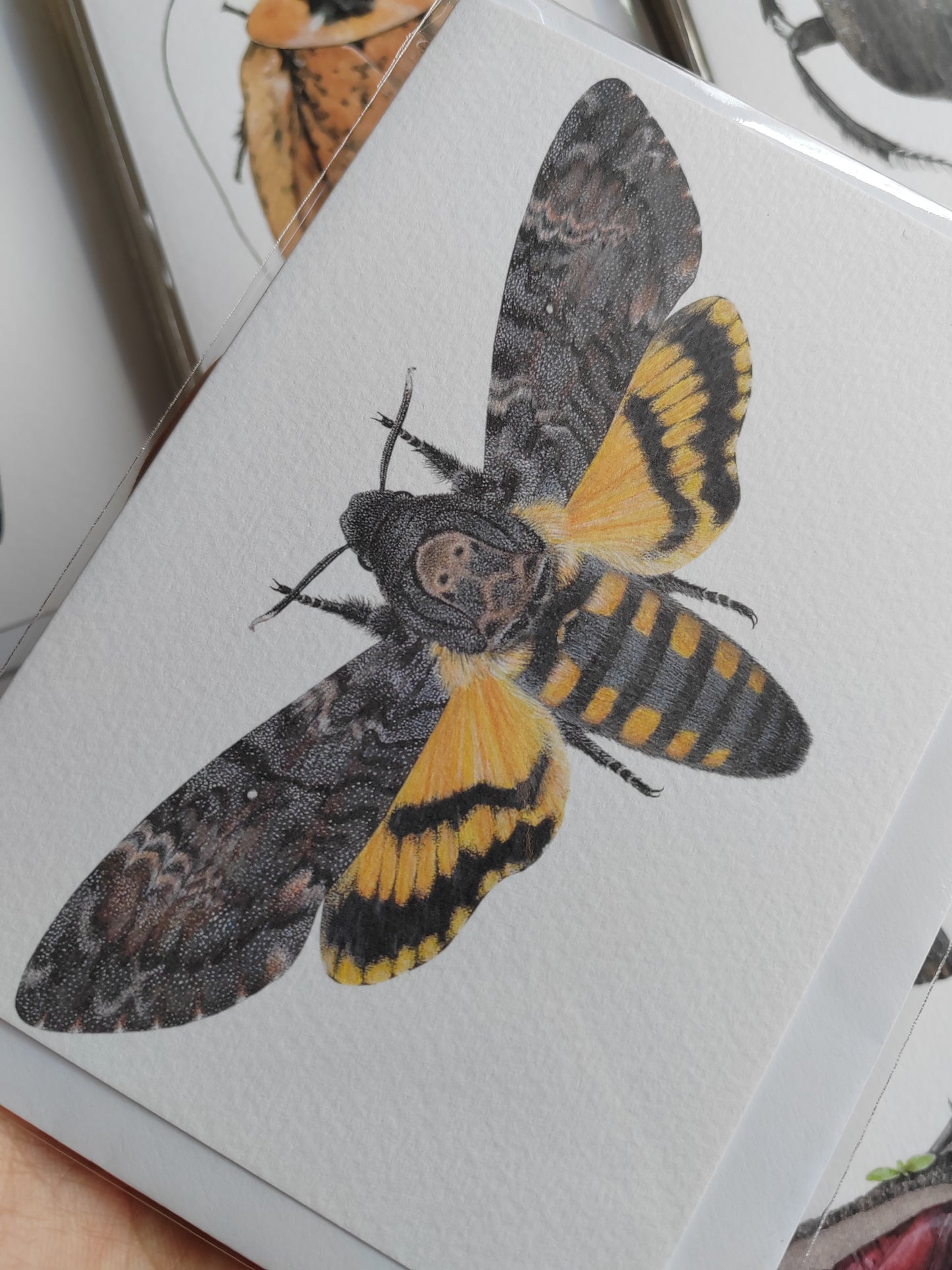 Greetings card- Death's Head Hawk Moth, Acherontia atropos