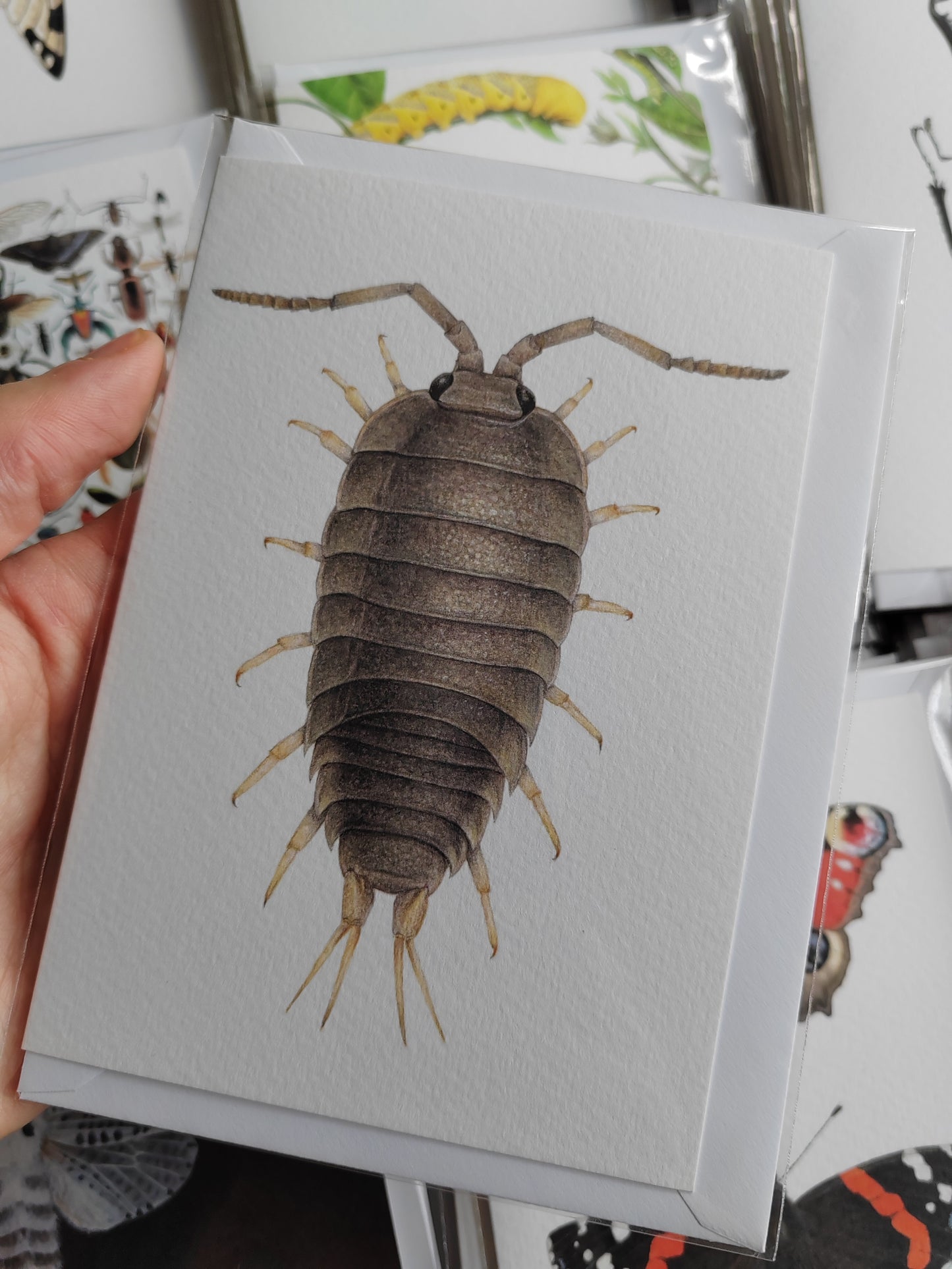 Greetings card - Sea Slater, Logia oceanica (beach isopod)