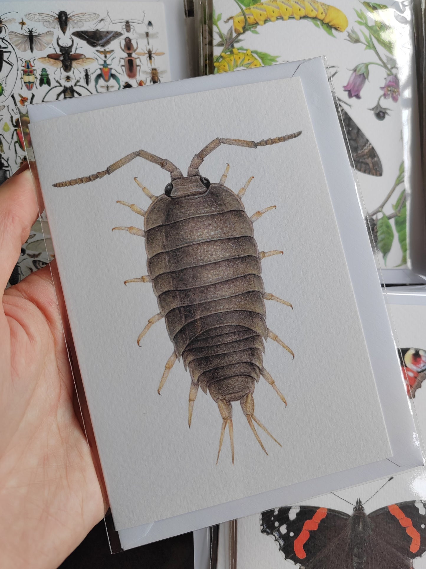 Greetings card - Sea Slater, Logia oceanica (beach isopod)