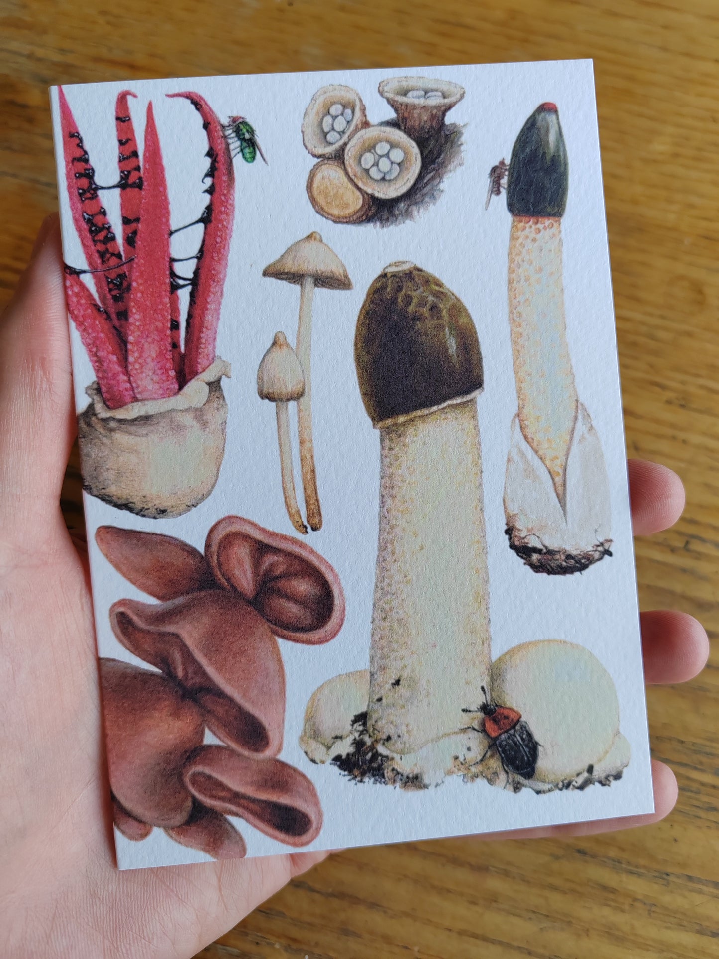 Greetings card - Fungi, The Weird ones! (Stinkhorn, Devil's Fingers, Dog Stinkhorn, Magic mushroom, birds nest fungi & jelly ears)