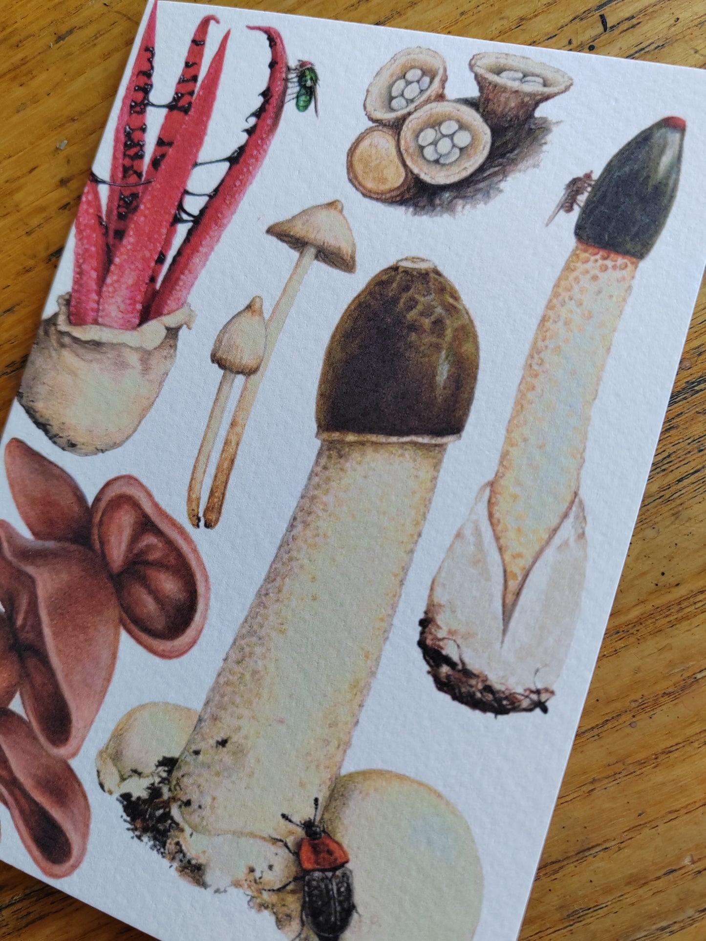 Greetings card - Fungi, The Weird ones! (Stinkhorn, Devil's Fingers, Dog Stinkhorn, Magic mushroom, birds nest fungi & jelly ears)