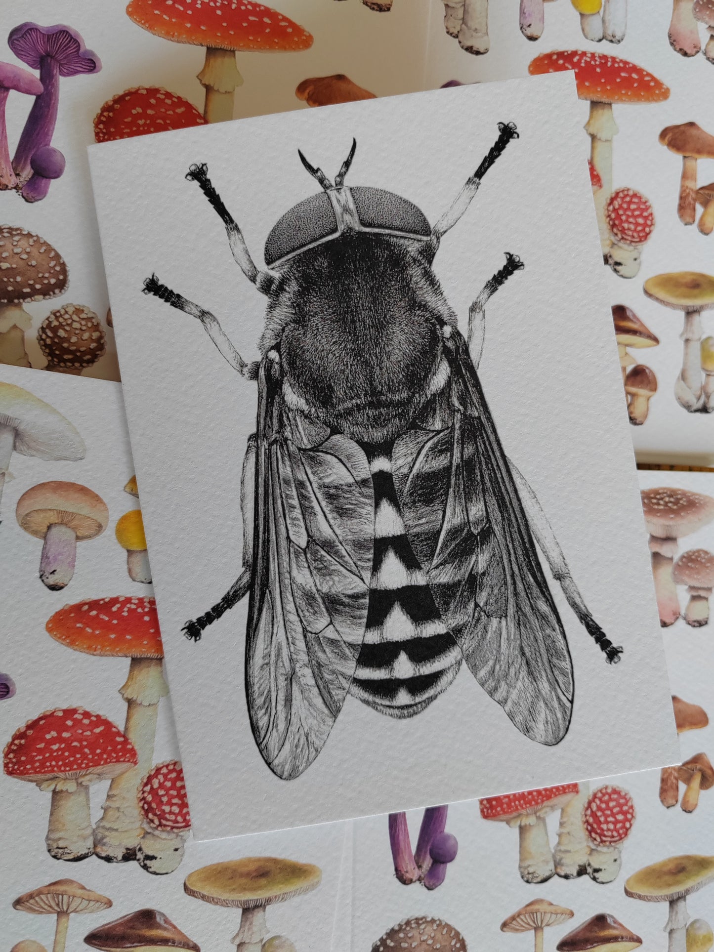 Greetings card - Tabanus sudeticus, Dark Giant Horsefly