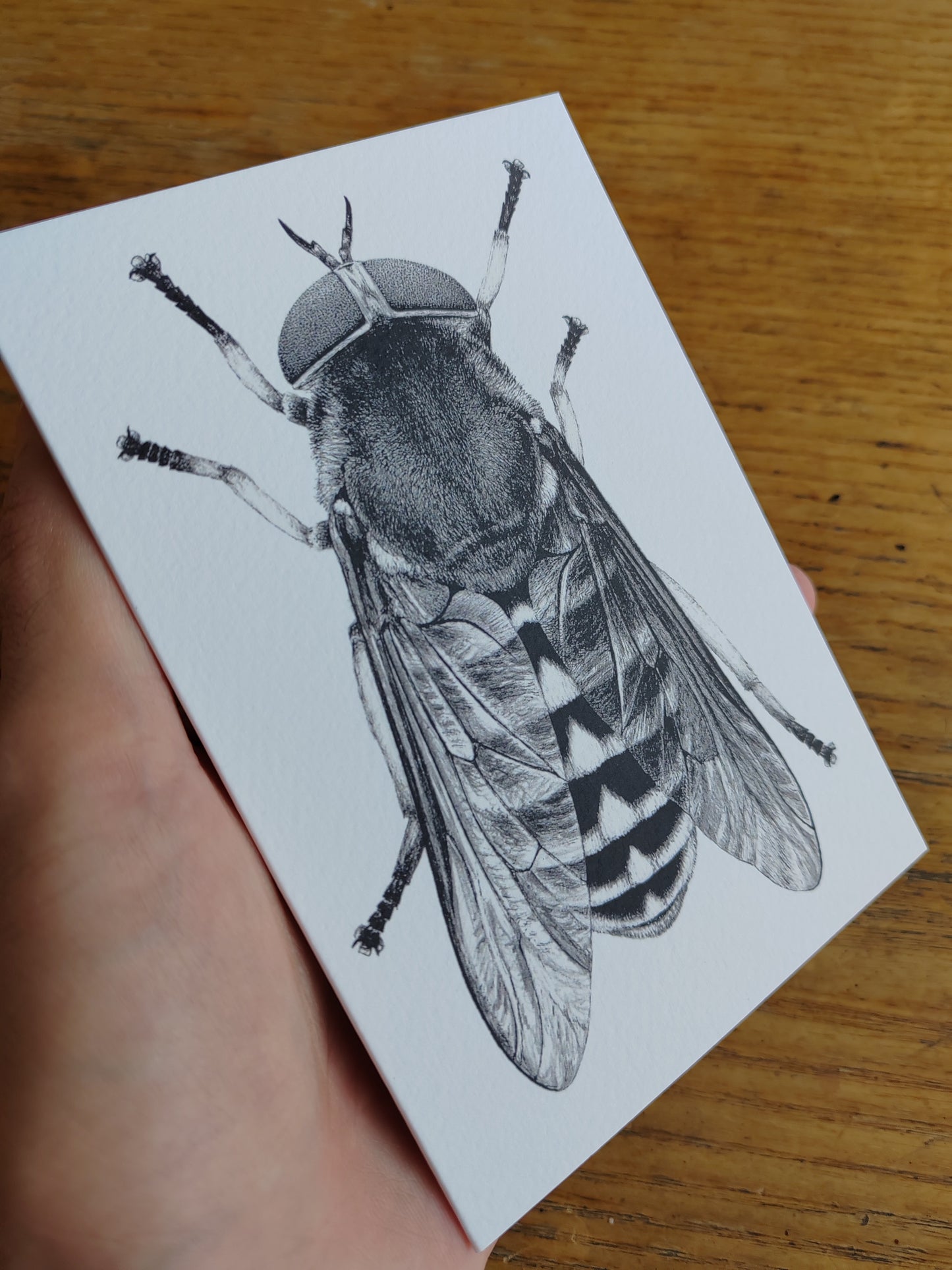 Greetings card - Tabanus sudeticus, Dark Giant Horsefly