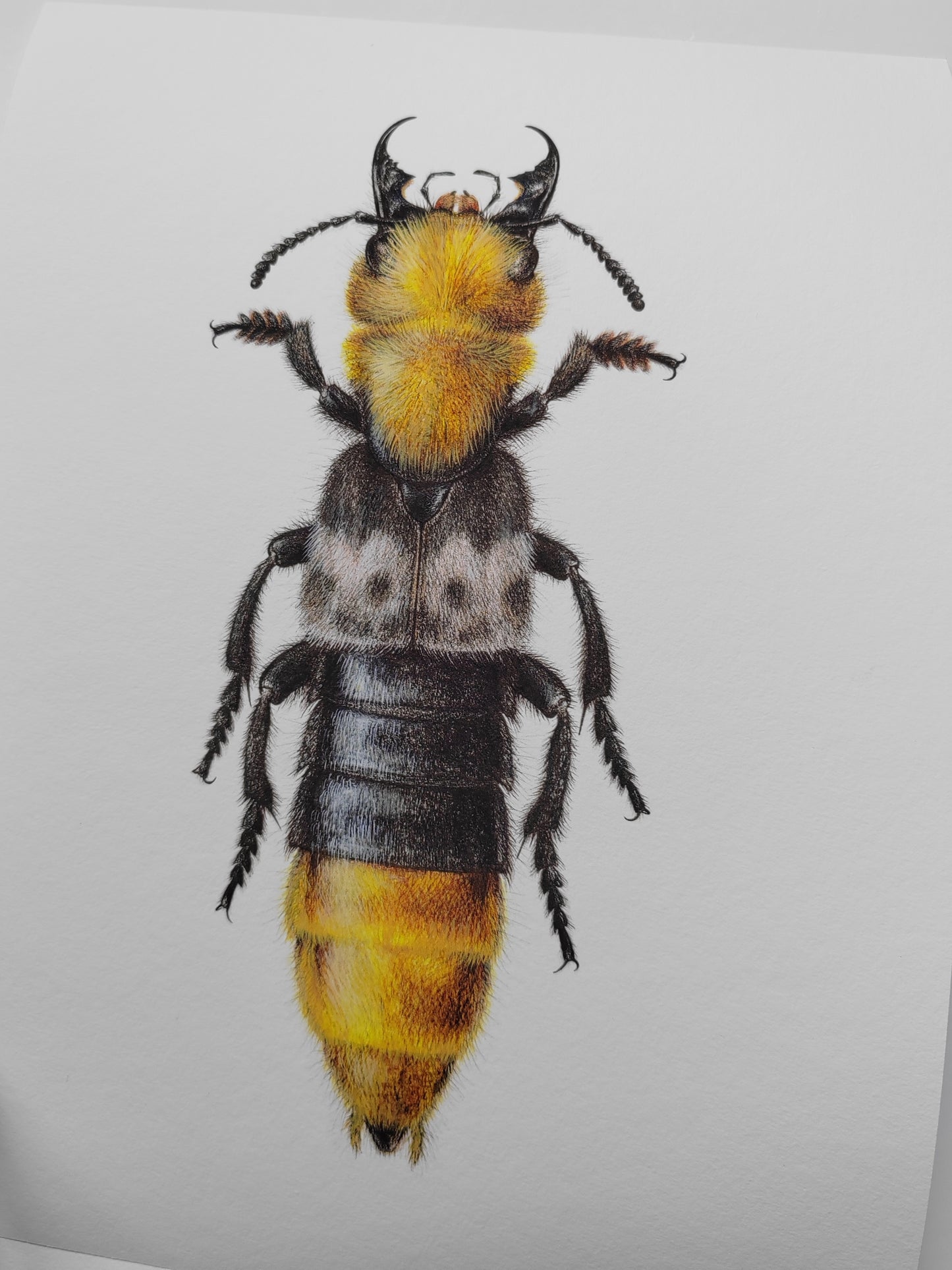 A4 size limited edition print Emus hirtus, Golden Rove Beetle