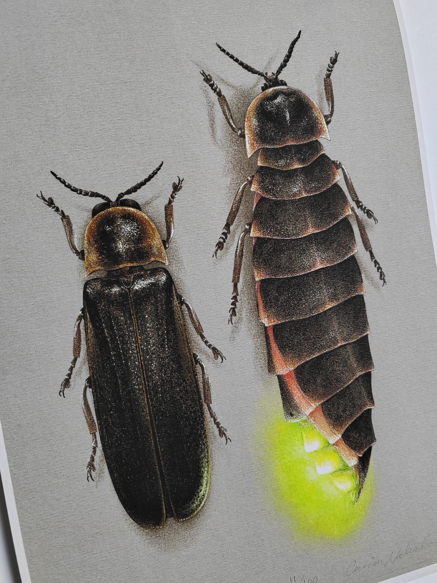 A4 size Glow Worm limited edition print, male & female Lampyris noctiluca