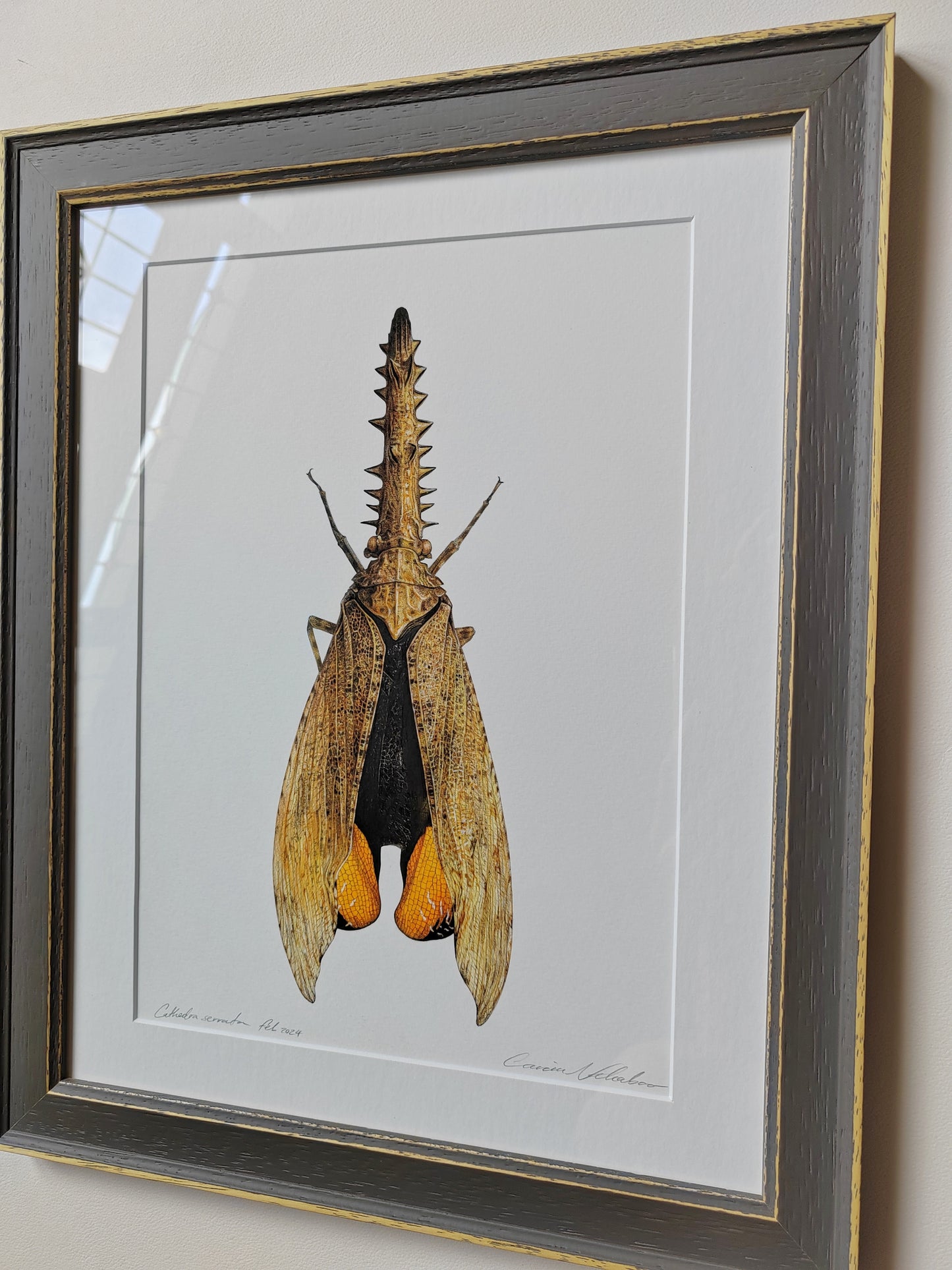 Framed Original Artwork - Cathedra serrata
