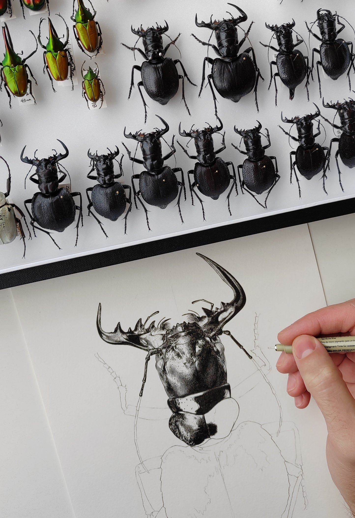 Manticora scabra A4 size limited edition print