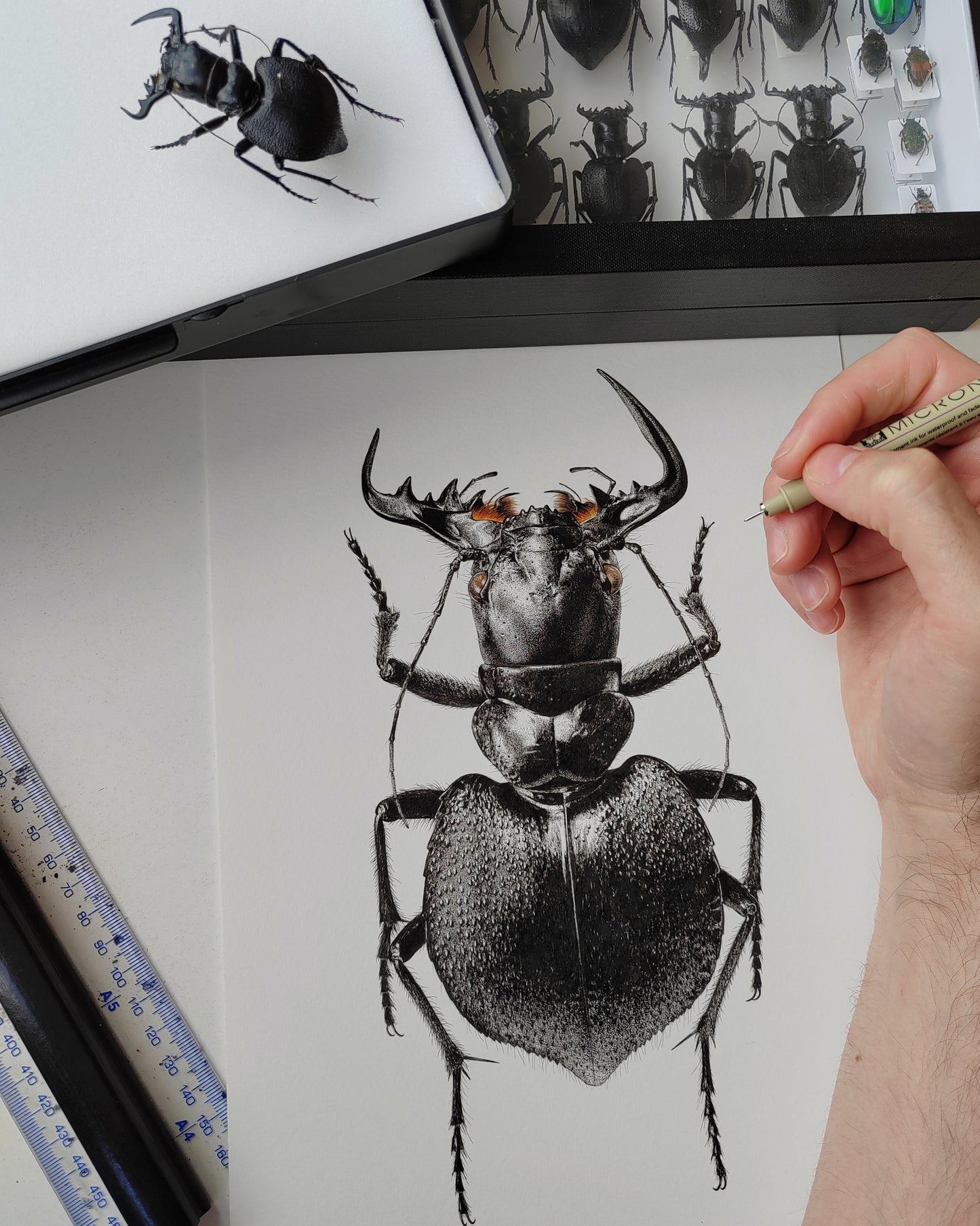Manticora scabra A4 size limited edition print
