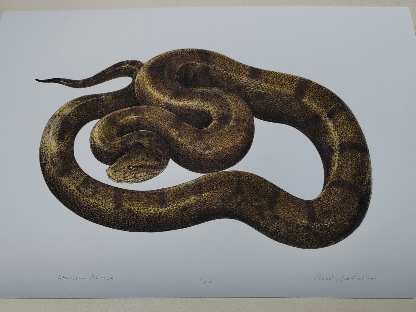 Titanoboa A3 size limited edition print