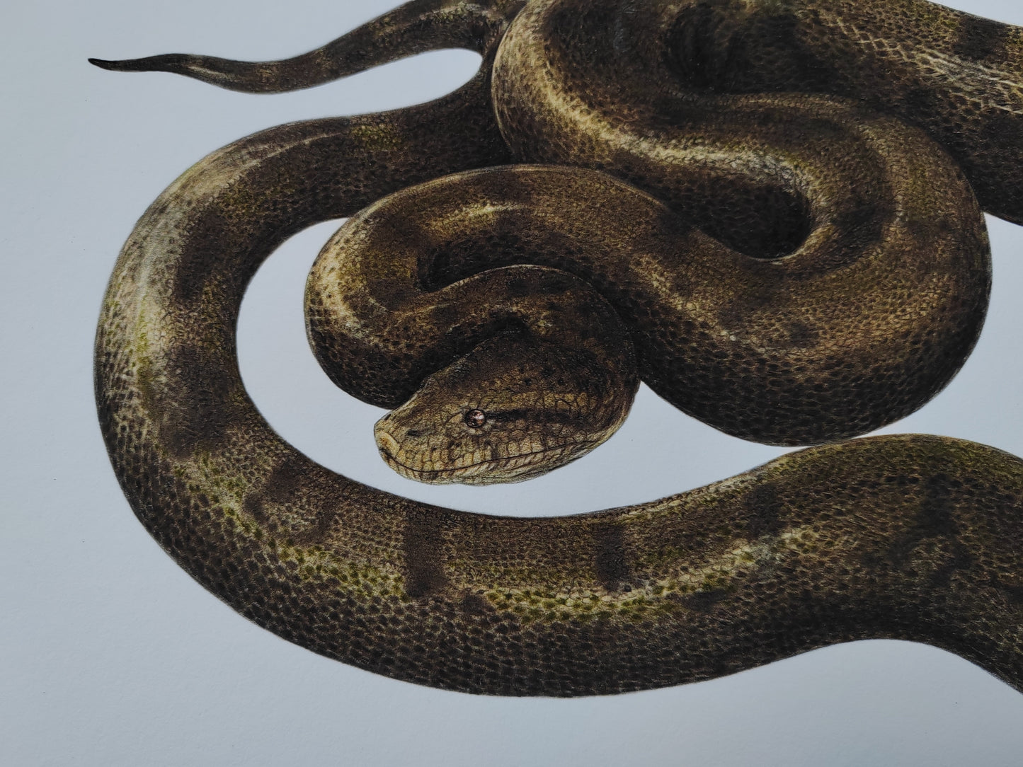 Titanoboa A3 size limited edition print