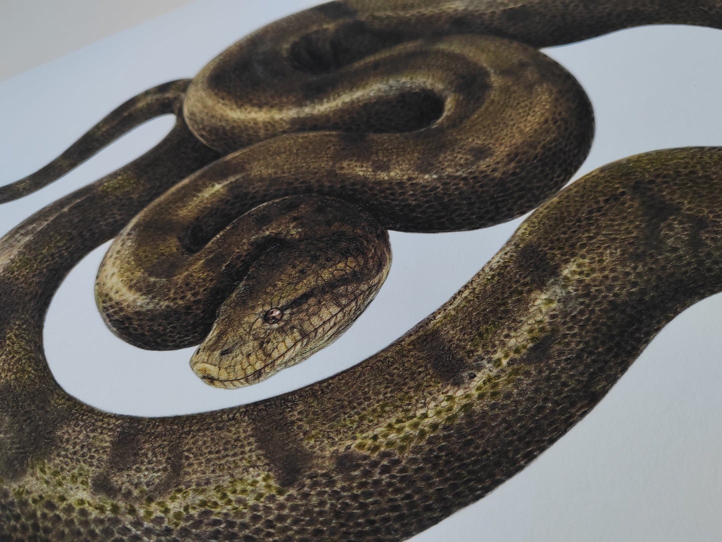 Titanoboa A3 size limited edition print