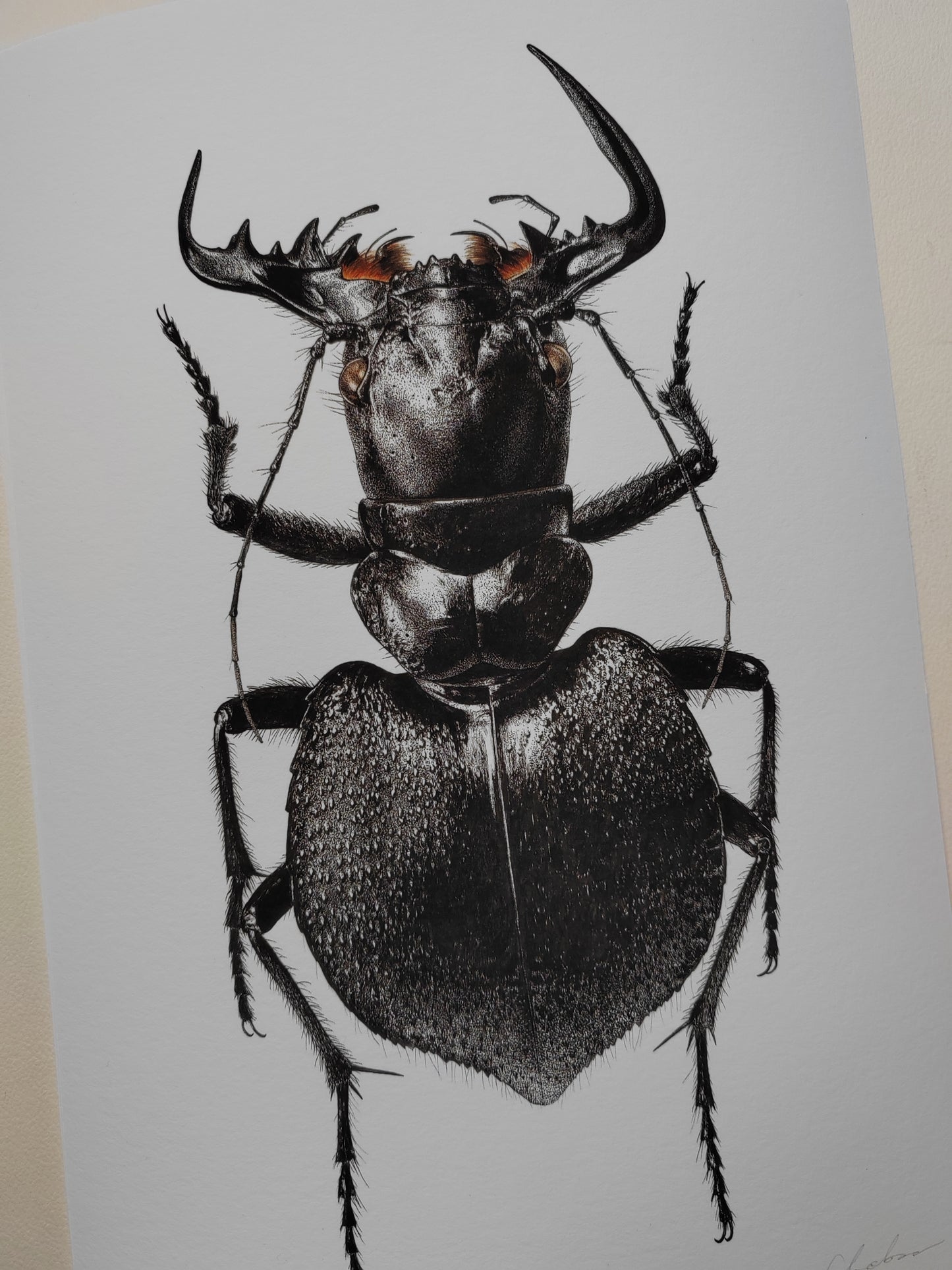 Manticora scabra A4 size limited edition print