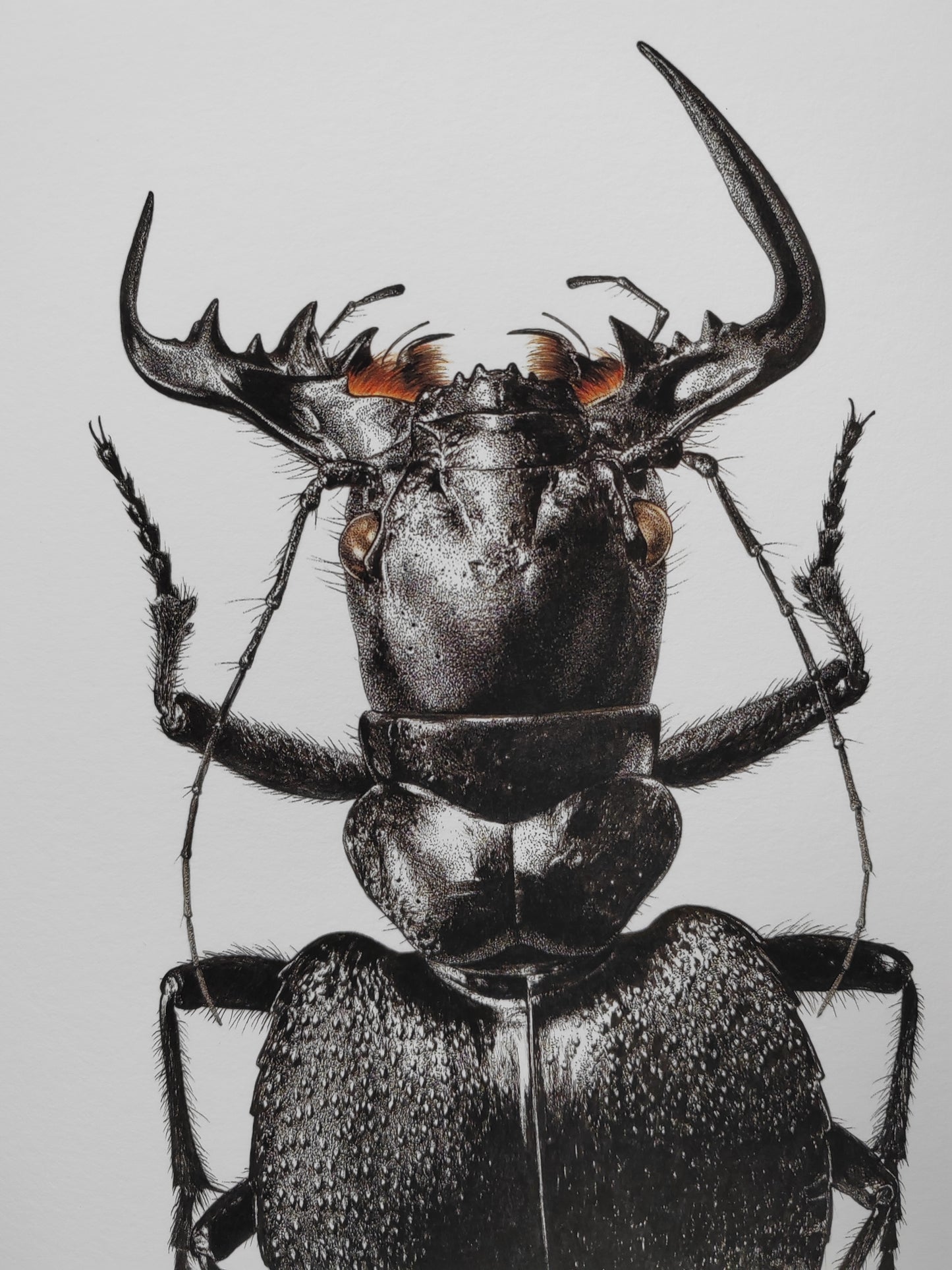 Manticora scabra A4 size limited edition print
