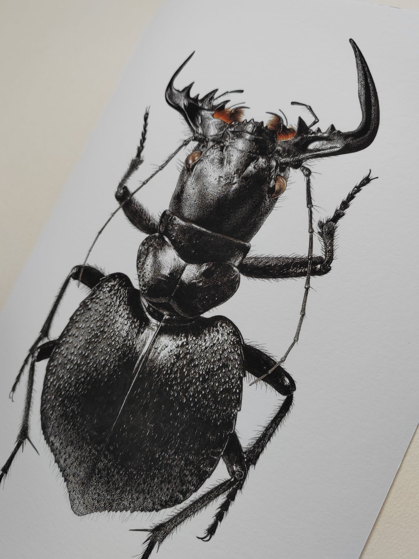 Manticora scabra A4 size limited edition print