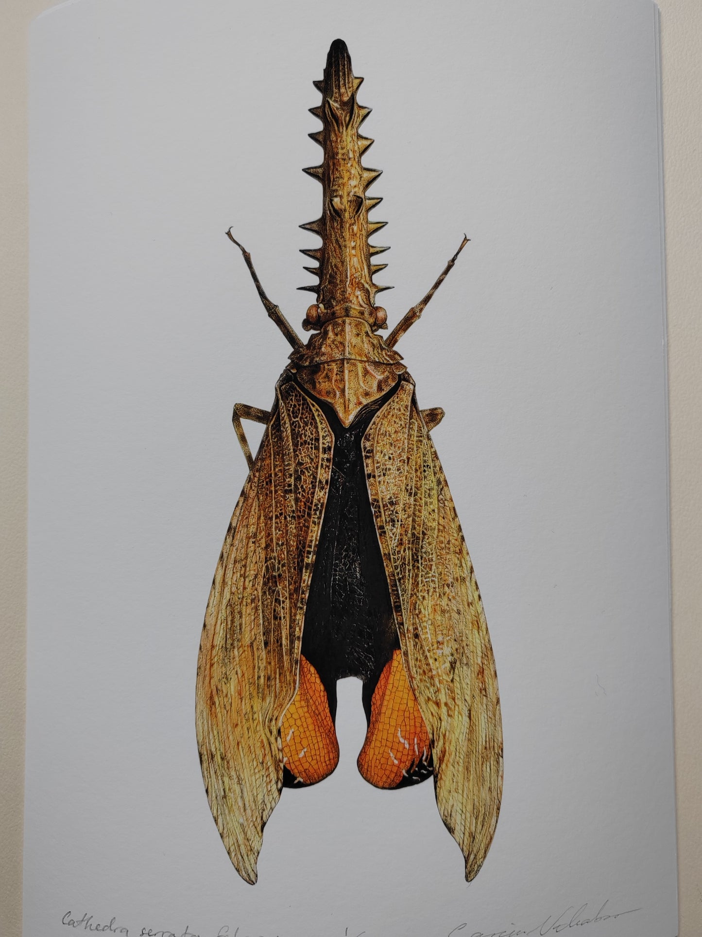 Cathedra serrata A4 size limited edition print