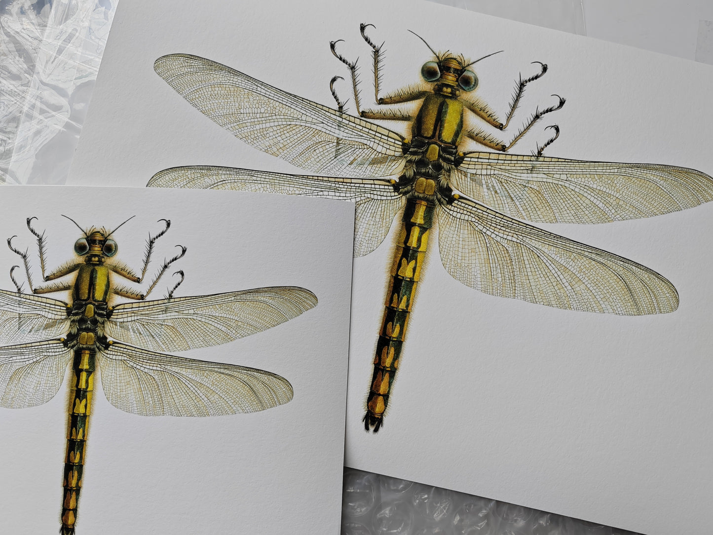 A4 size limited edition print Meganeuropsis permiana