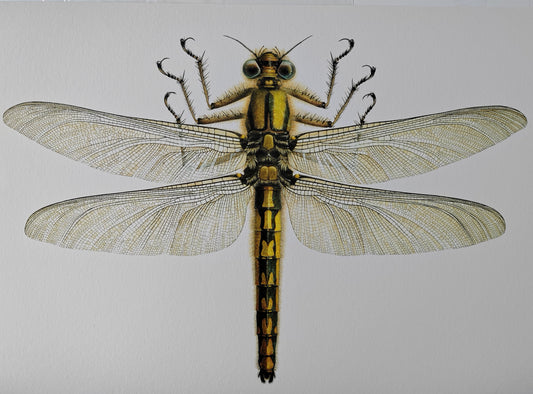 A4 size limited edition print Meganeuropsis permiana