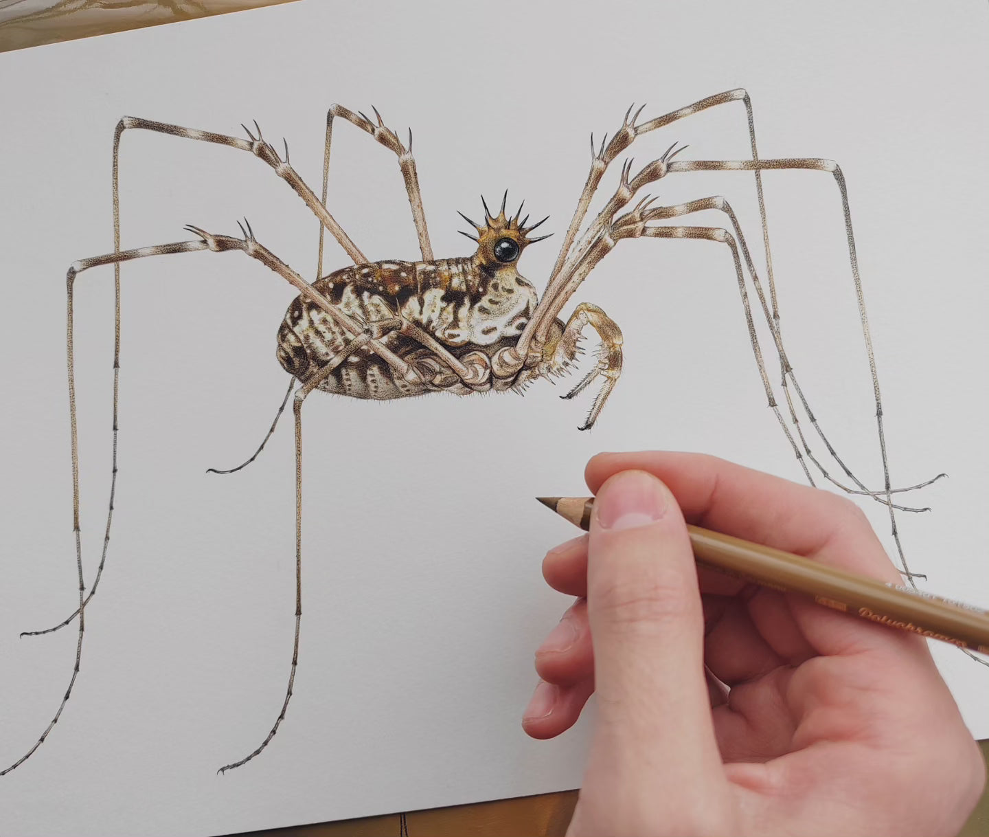 Megabunus diadema A4 size limited edition art print