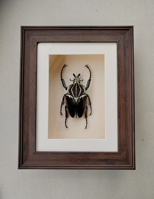 Framed Goliath Beetle specimen. Real huge male Goliathus goliatus