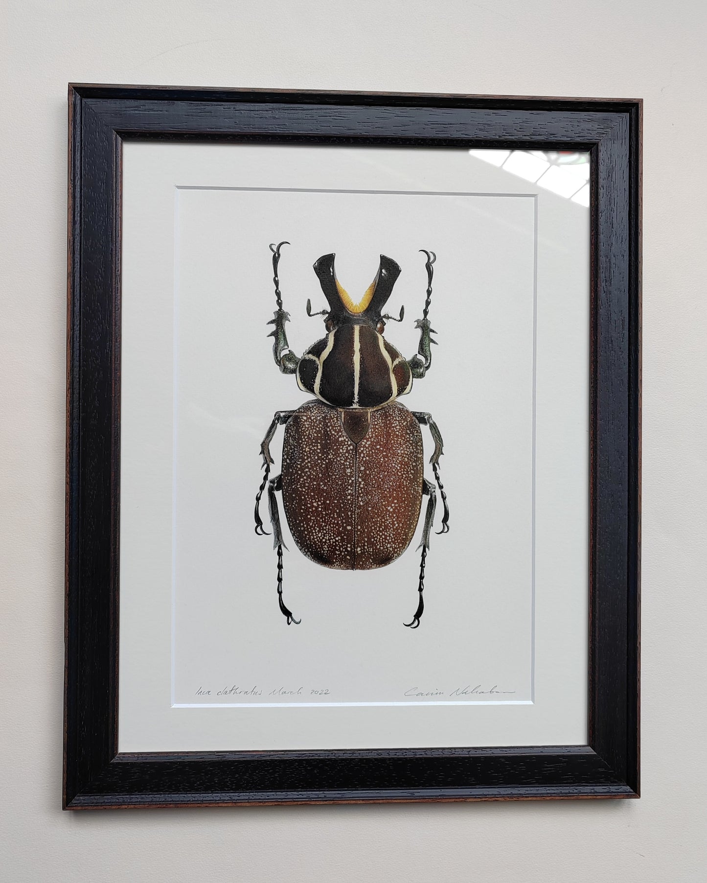 Inca clathratus Framed Original Artwork