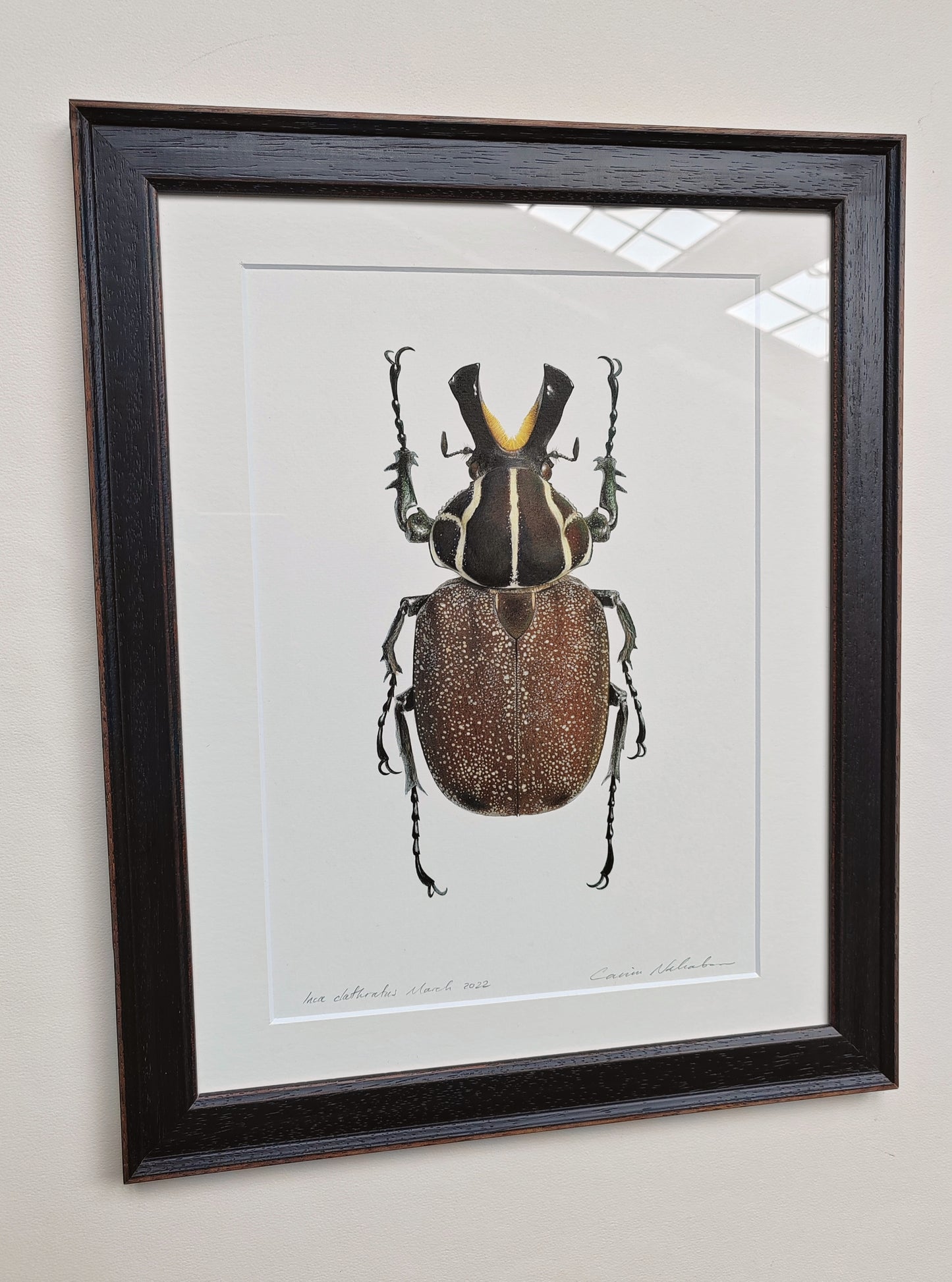 Inca clathratus Framed Original Artwork