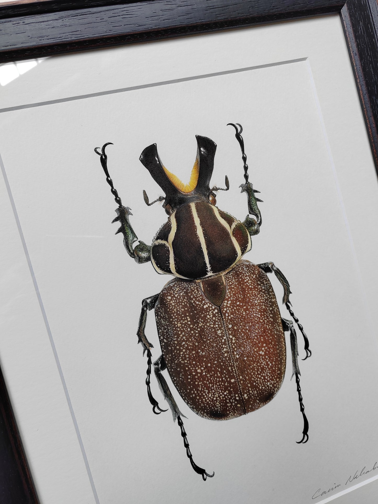 Inca clathratus Framed Original Artwork