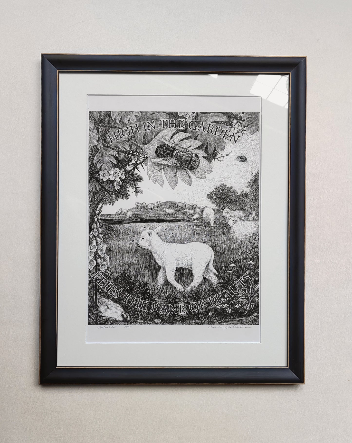 Oestrus ovis, Framed Original Artwork. Sheep Nostril Fly