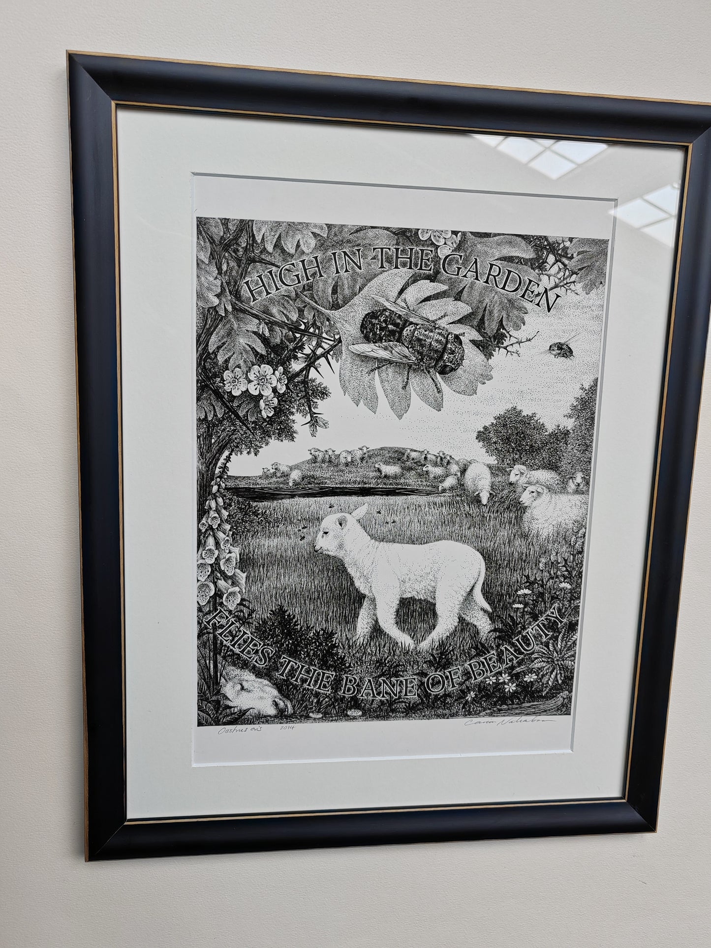 Oestrus ovis, Framed Original Artwork. Sheep Nostril Fly