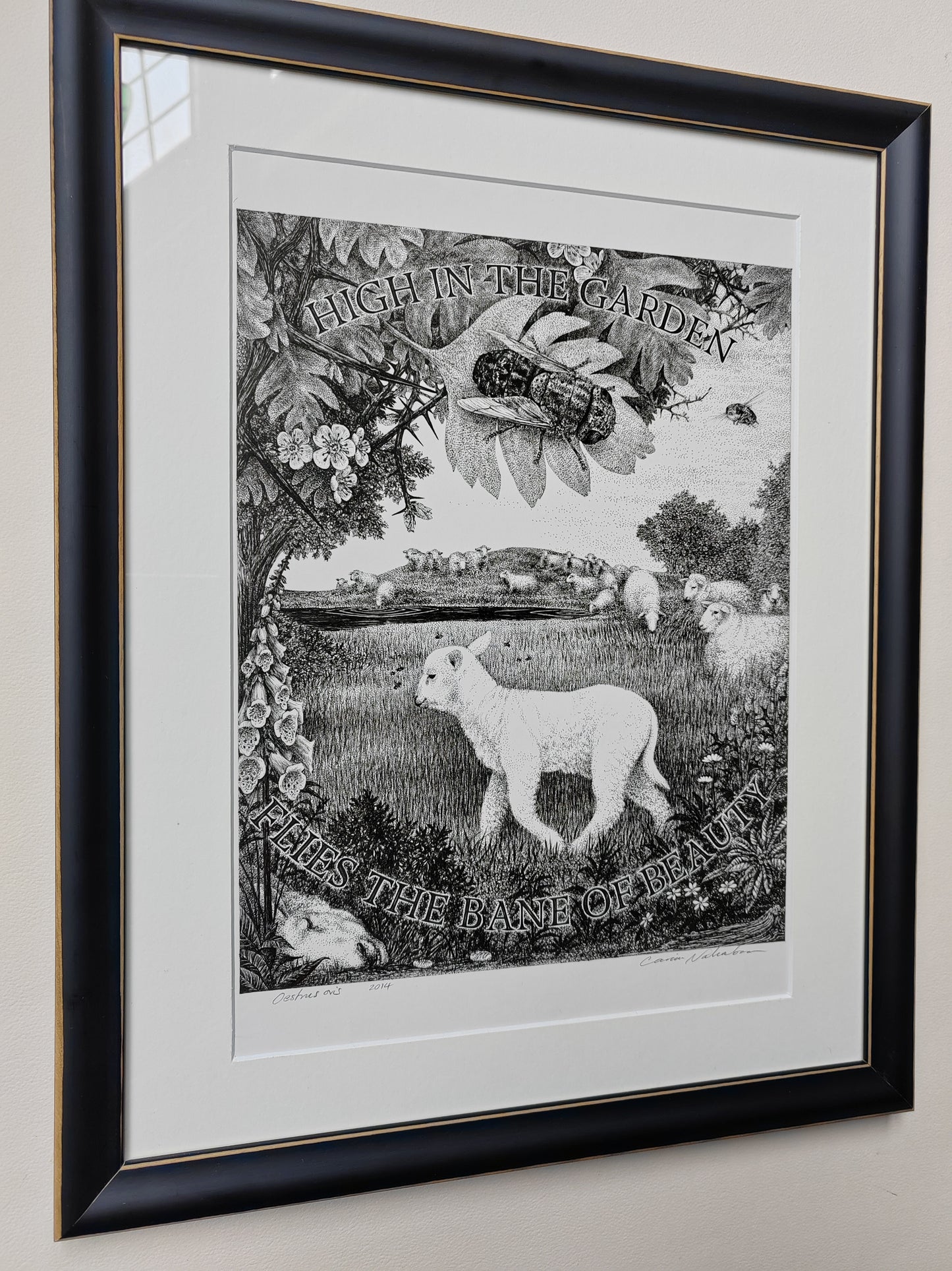 Oestrus ovis, Framed Original Artwork. Sheep Nostril Fly