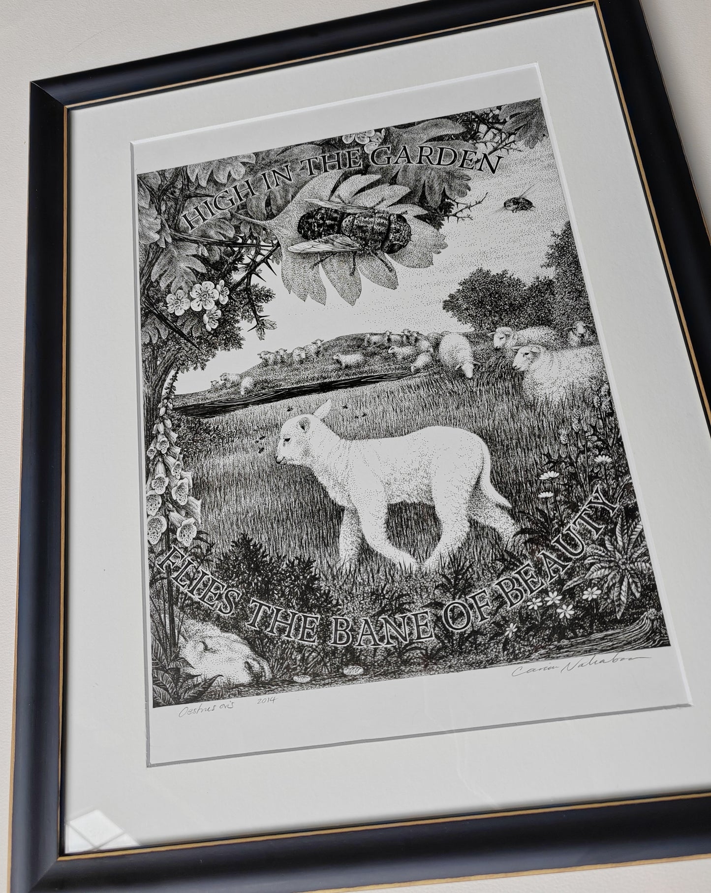 Oestrus ovis, Framed Original Artwork. Sheep Nostril Fly