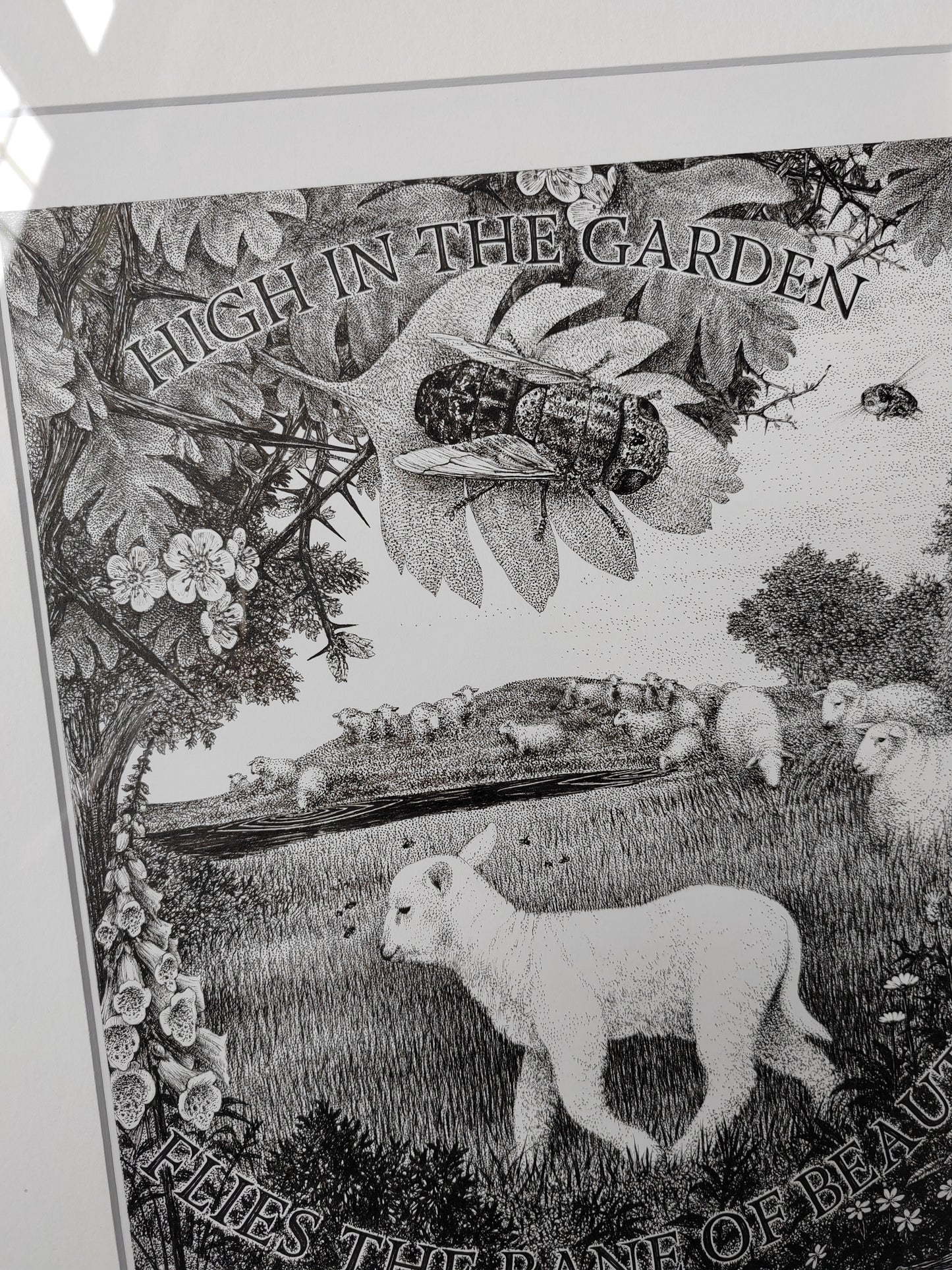 Oestrus ovis, Framed Original Artwork. Sheep Nostril Fly