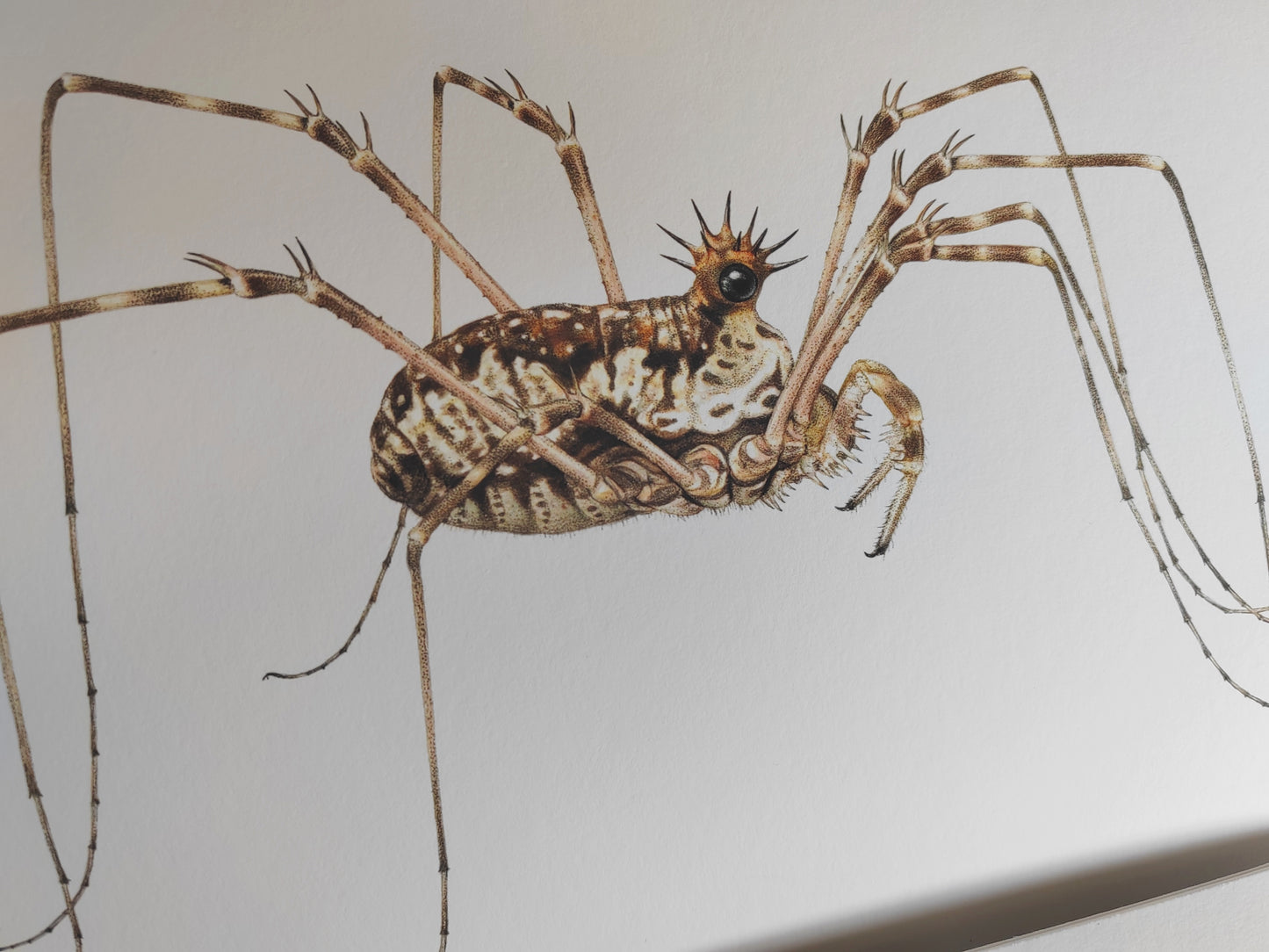 Megabunus diadema A4 size limited edition art print