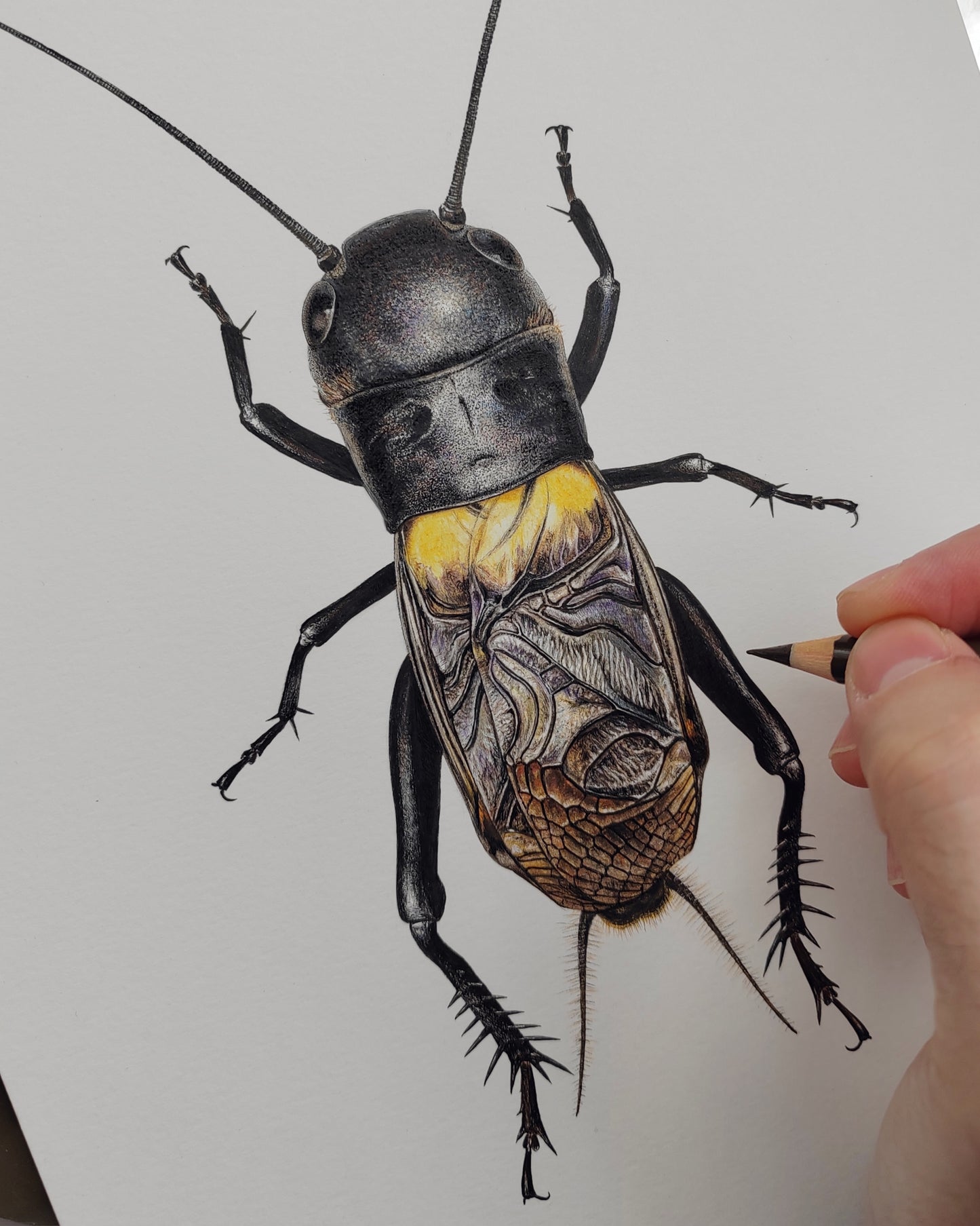 Field Cricket, Gryllus campestris A4 size limited edition art print
