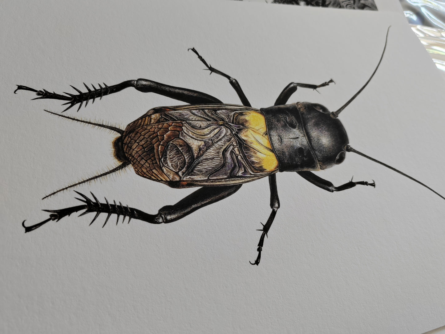 Field Cricket, Gryllus campestris A4 size limited edition art print
