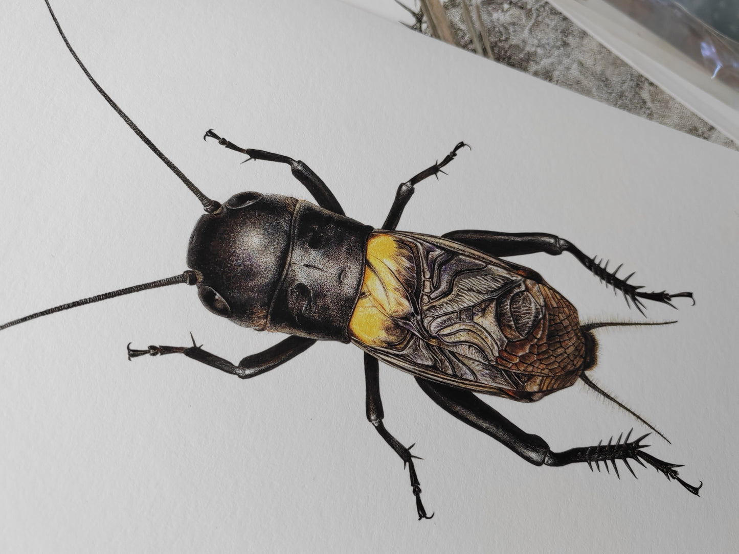 Field Cricket, Gryllus campestris A4 size limited edition art print