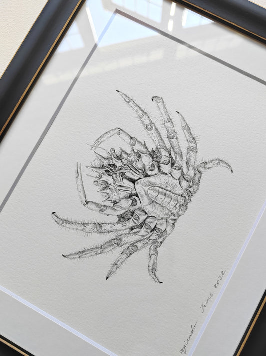Framed Original Artwork - Maja squinado Spider Crab drawing
