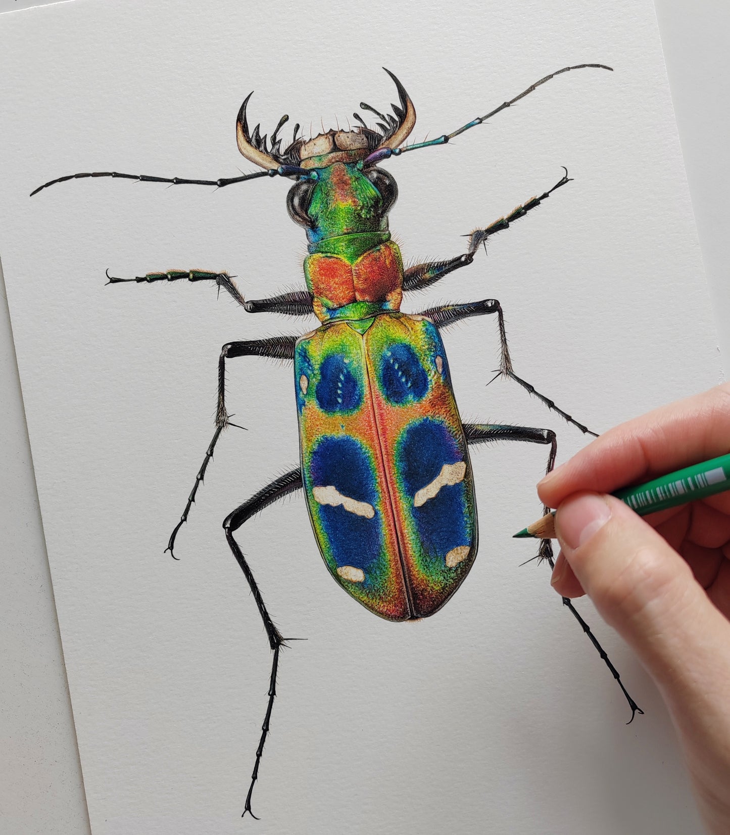 Cicindela chinensis flammifera A4 size limited edition art print