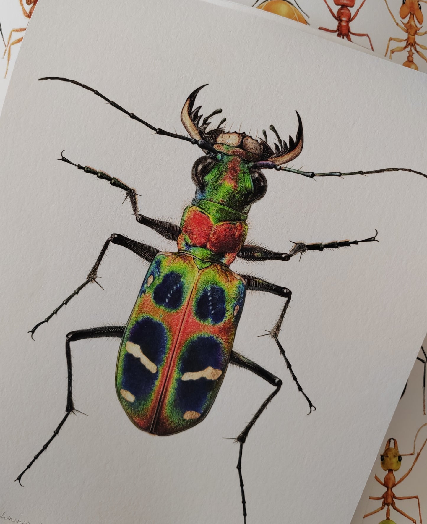 Cicindela chinensis flammifera A4 size limited edition art print
