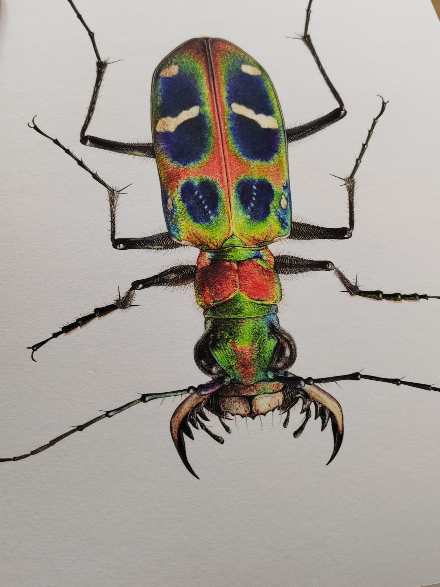 Cicindela chinensis flammifera A4 size limited edition art print