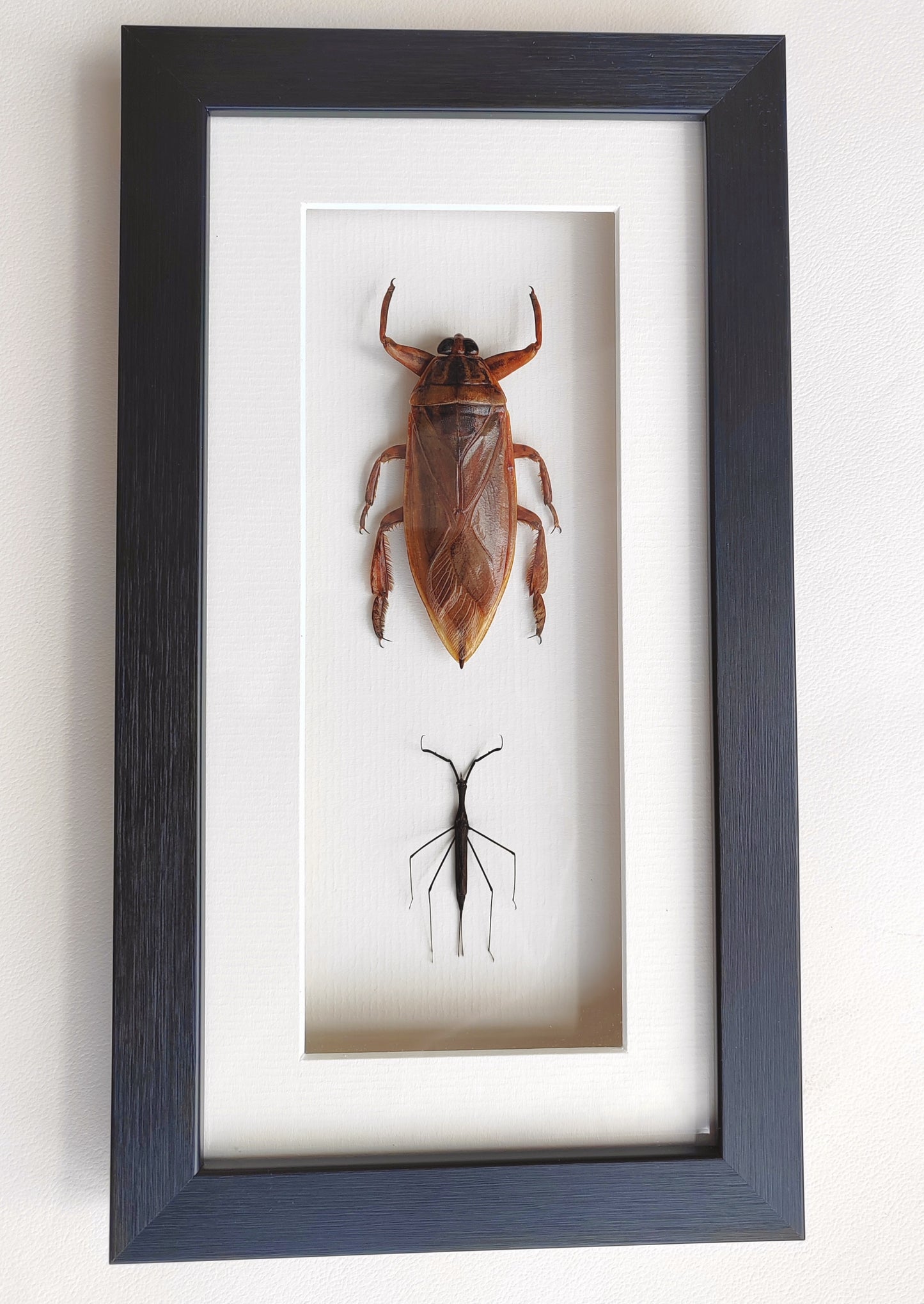 Framed Specimens - Giant Water Bug & Water Stick Insect