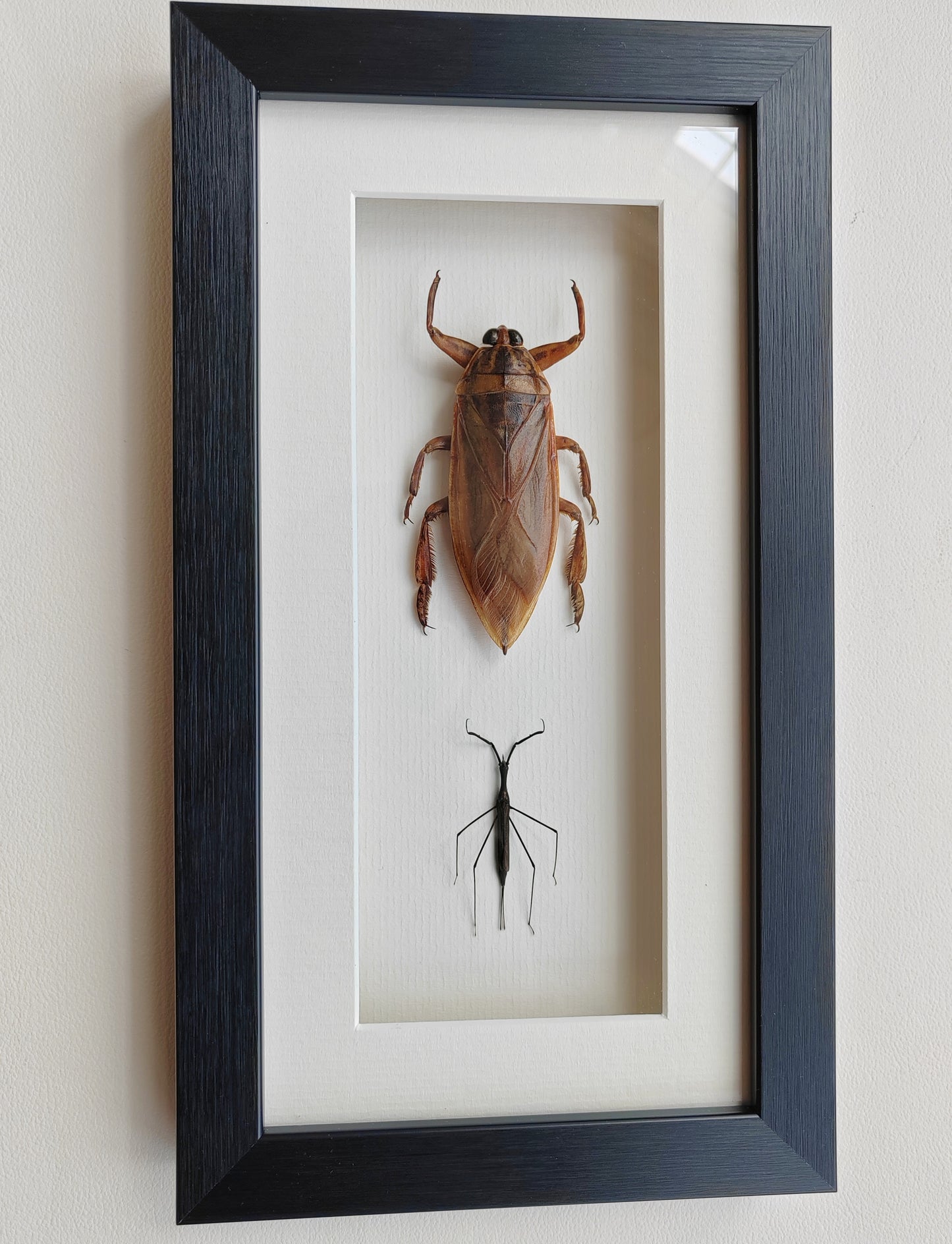 Framed Specimens - Giant Water Bug & Water Stick Insect