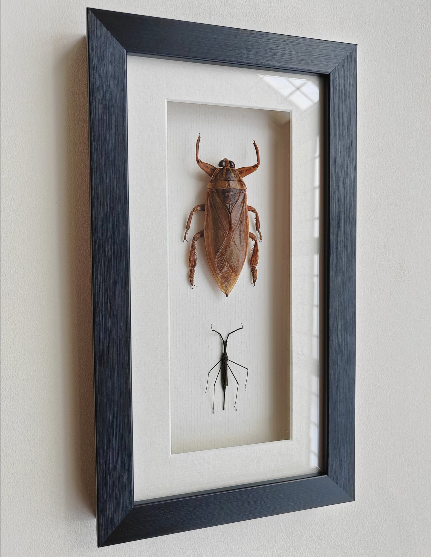 Framed Specimens - Giant Water Bug & Water Stick Insect