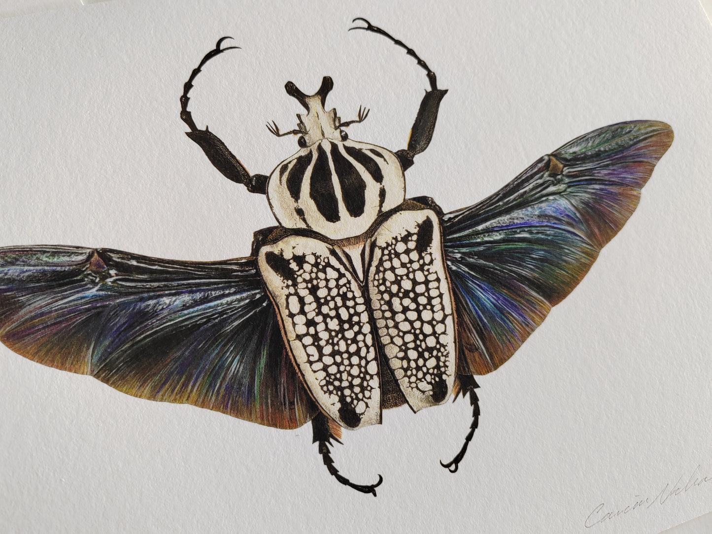 Goliathus meleagris A4 size limited edition art print